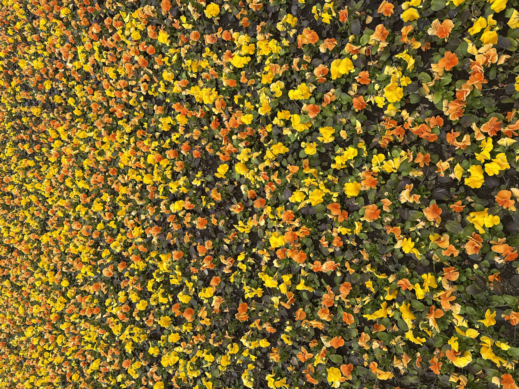 A dense bed of yellow and orange pansies covers the ground. The scene is oriented at an angle, making it appear as if the flowers are scaling a wall. Small green leaves fill the spaces between the blooms. The overall impression is a vibrant field of flowers.