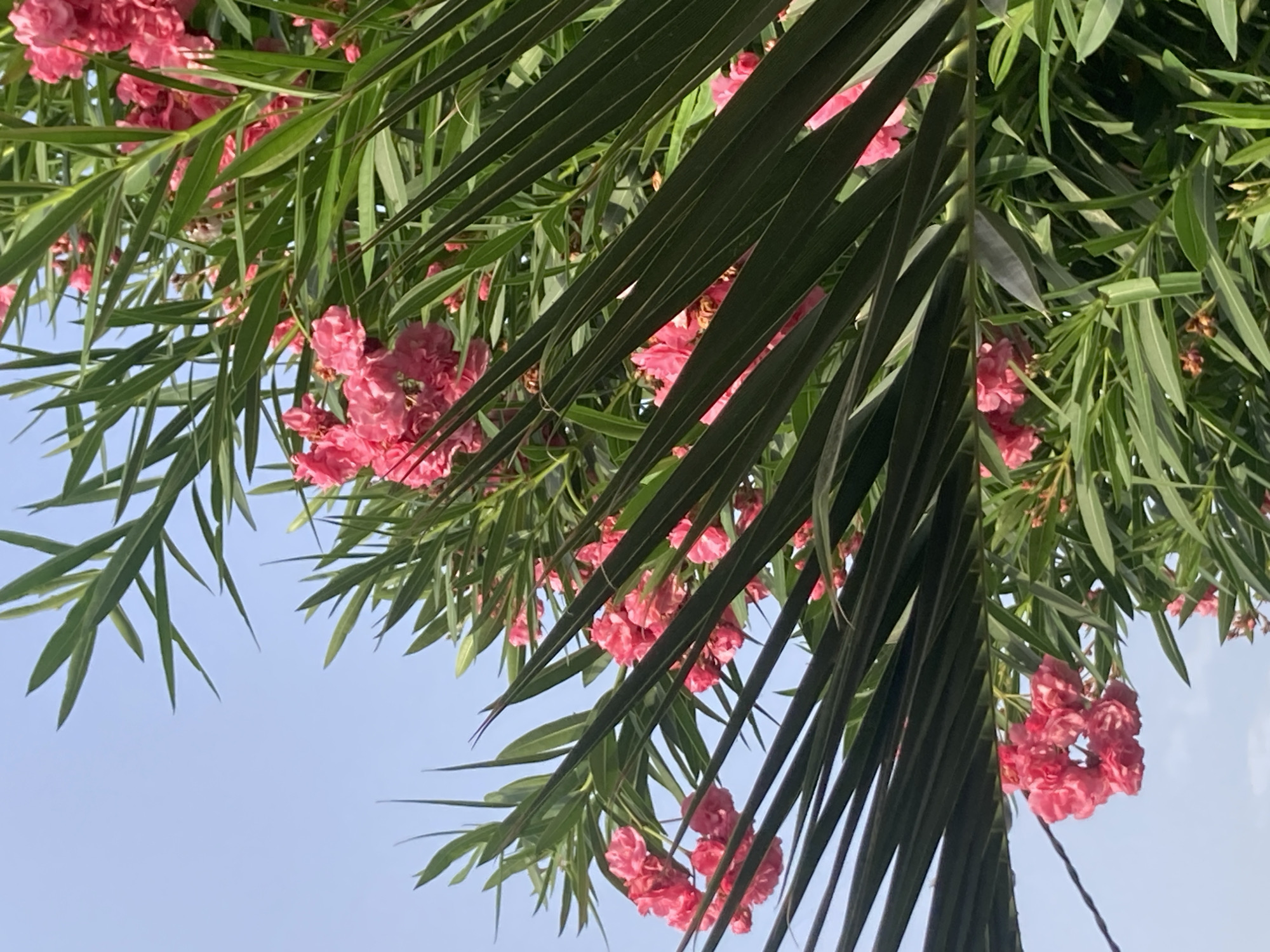 The image is a close-up, eye-level shot of bright pink oleander flowers and their long, slender green leaves against a clear, light blue sky. The flowers are clustered together, with some appearing more in focus than others, suggesting a shallow depth of field. The leaves are a dominant element, with several large, dark green fronds in the foreground creating a diagonal line across the frame, partially obscuring the flowers and the sky. In the upper right and mid-right of the image, more clusters of pink flowers are visible, interspersed with the green foliage. The scene appears to be outdoors, likely in a garden or natural setting. No people are visible in the image. The context of Palmanova, Spain, is not directly evident from the visual elements of the photograph itself, but the image depicts a scene consistent with the flora found in Mediterranean coastal regions.