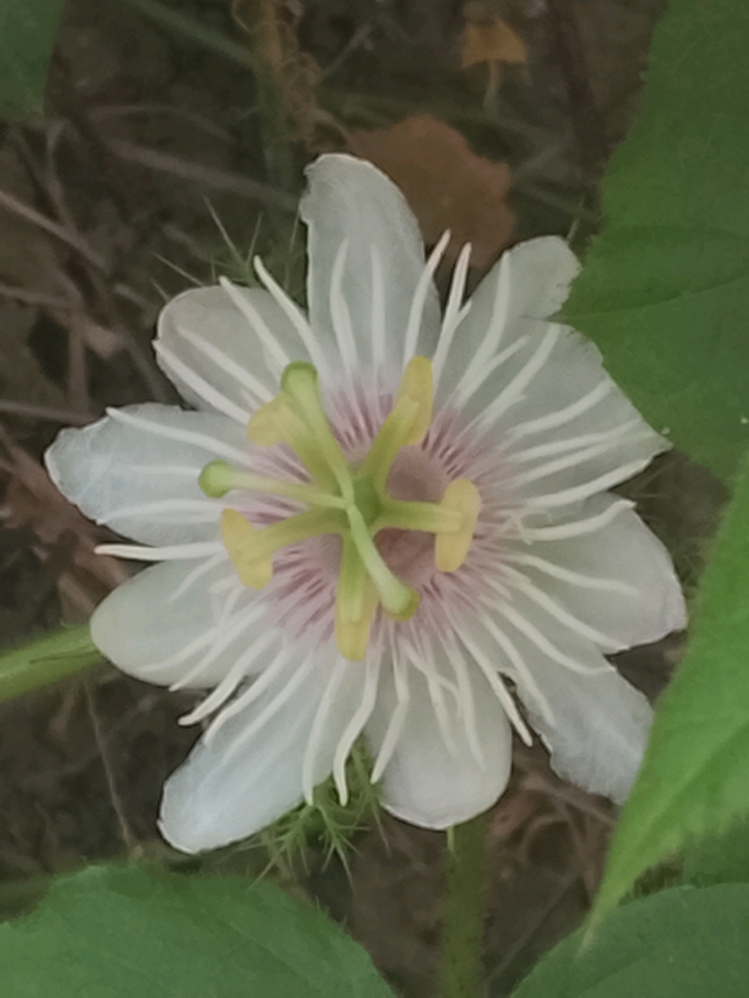 The image is a close-up, overhead shot of a single white passionflower, likely taken outdoors in Ujungrusi, Indonesia. The flower is the central subject, with its delicate white petals fanning out from a complex center featuring yellow stamens and pinkish filaments. The background is a blur of natural elements, including dark soil, dry brown vegetation, and a hint of green foliage, suggesting a garden or natural setting. The lighting appears to be natural, casting a soft glow on the flower. There are no people or any man-made objects visible in the frame.