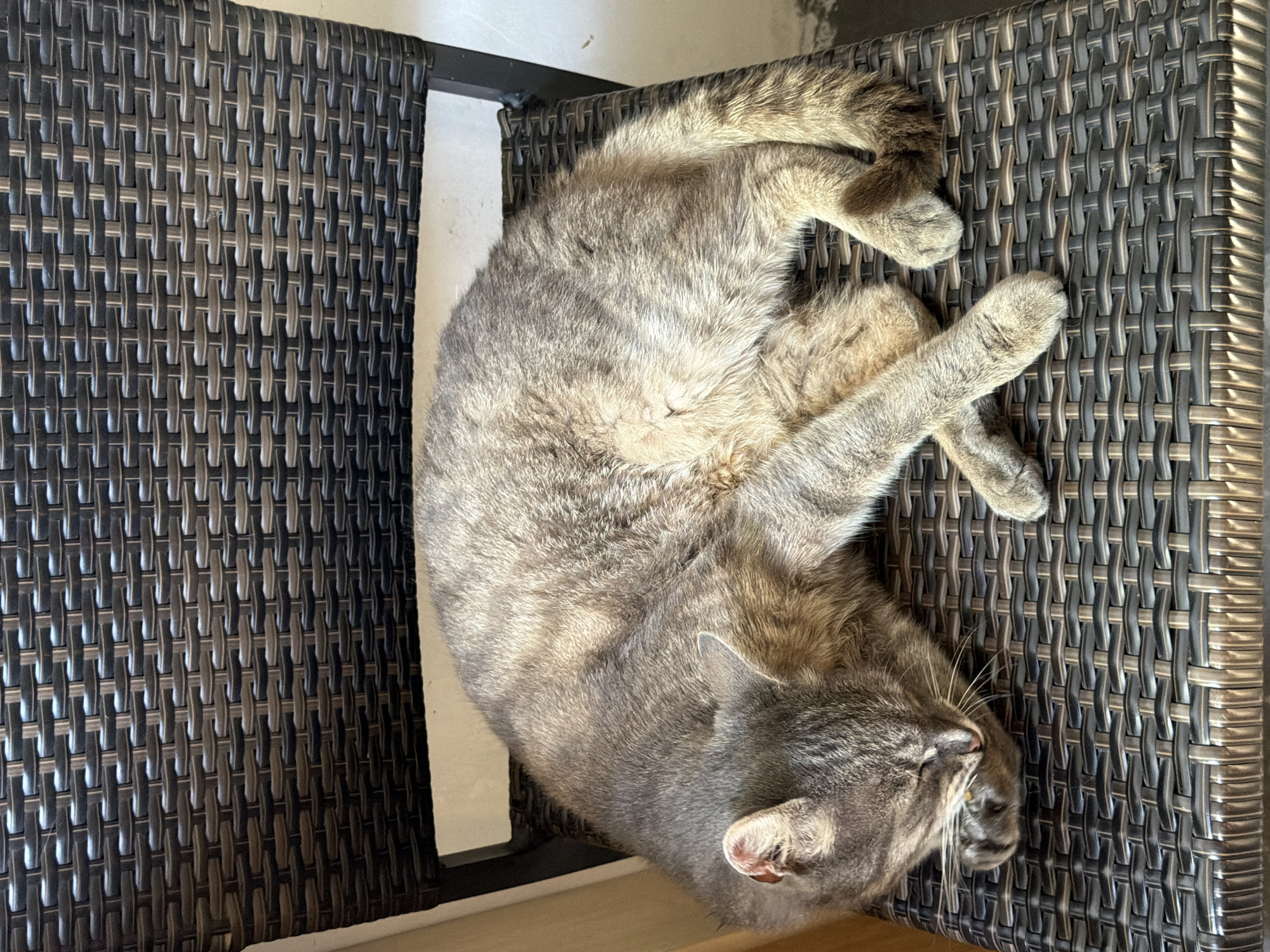 A gray tabby cat is curled up and sleeping on a dark brown woven chair, its body forming a crescent shape. The cat's head is tucked towards its chest, with one paw covering its face. The chair has a textured, woven seat and back. The background shows a white wall and a sliver of a light-colored curtain or wall on the left side of the frame. The image appears to be taken outdoors, possibly on a patio or balcony. The location is not specified in the provided image.