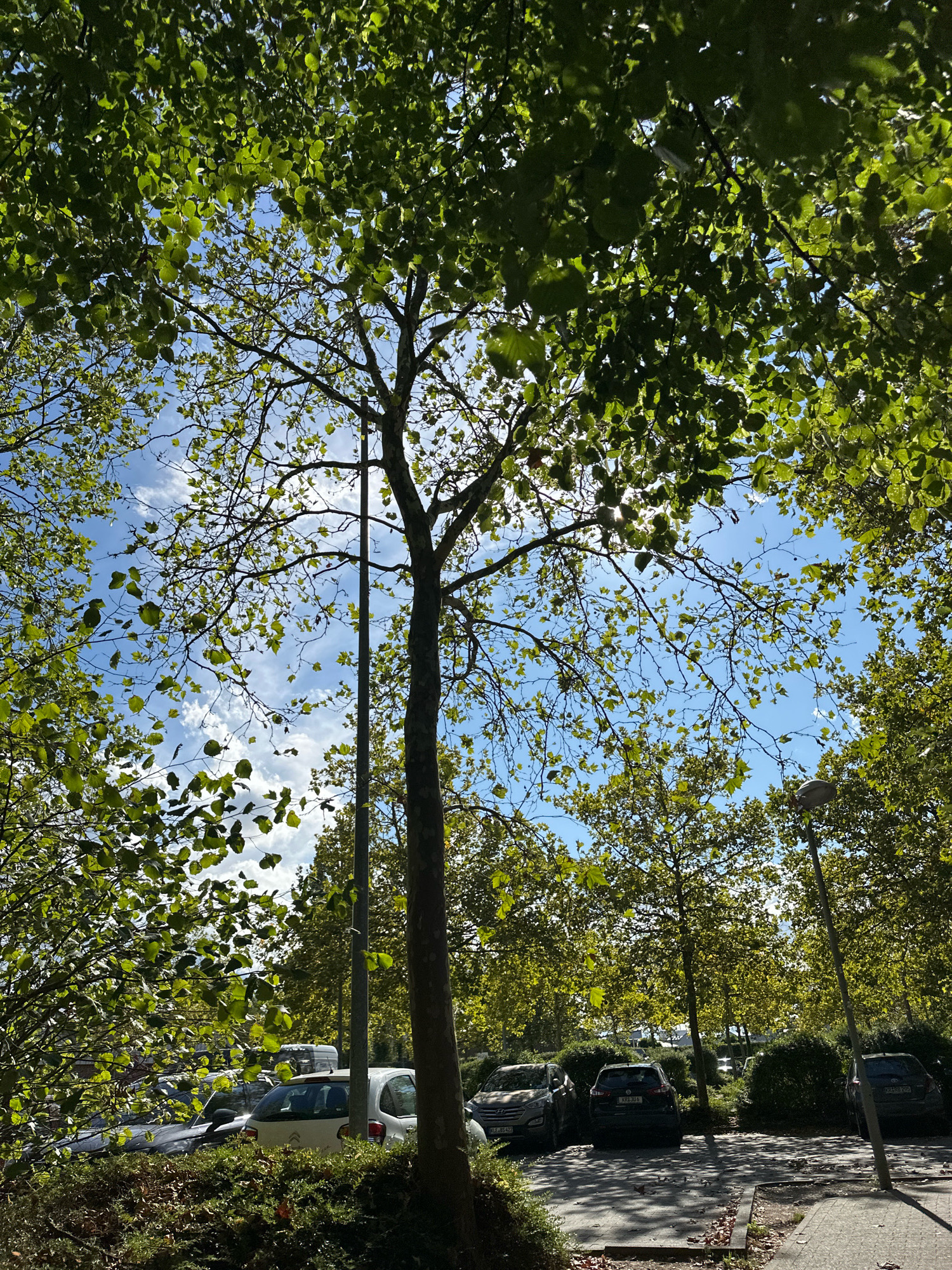 The image shows a tree-lined parking lot in Krefeld, Germany. Several cars are parked, including a white Citroën C3 and a dark colored SUV. The trees are full of green leaves, and the sky is blue with a few white clouds. Sunlight filters through the leaves, casting dappled shadows on the ground. A lamppost is visible on the right side of the image. The scene appears to be an outdoor setting on a clear day.