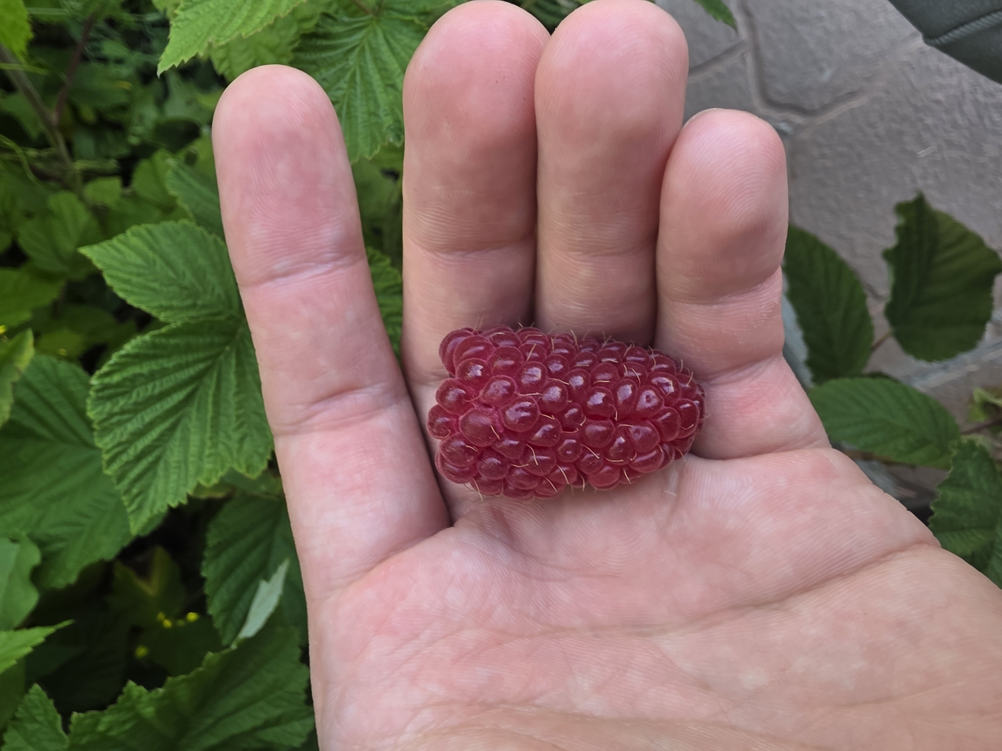 A close-up, top-down shot displays a human hand holding a single, ripe raspberry. The hand, with visible skin texture and creases, is open and cradles the berry. The raspberry is a deep red, composed of numerous drupelets, and has a few fine hairs. The background consists of lush, green leaves, suggesting an outdoor, garden-like setting. Hints of a paved surface are visible in the lower right corner. The overall scene is brightly lit, likely by natural daylight. This image was captured in Bolshiye Kharlushi, Russia.