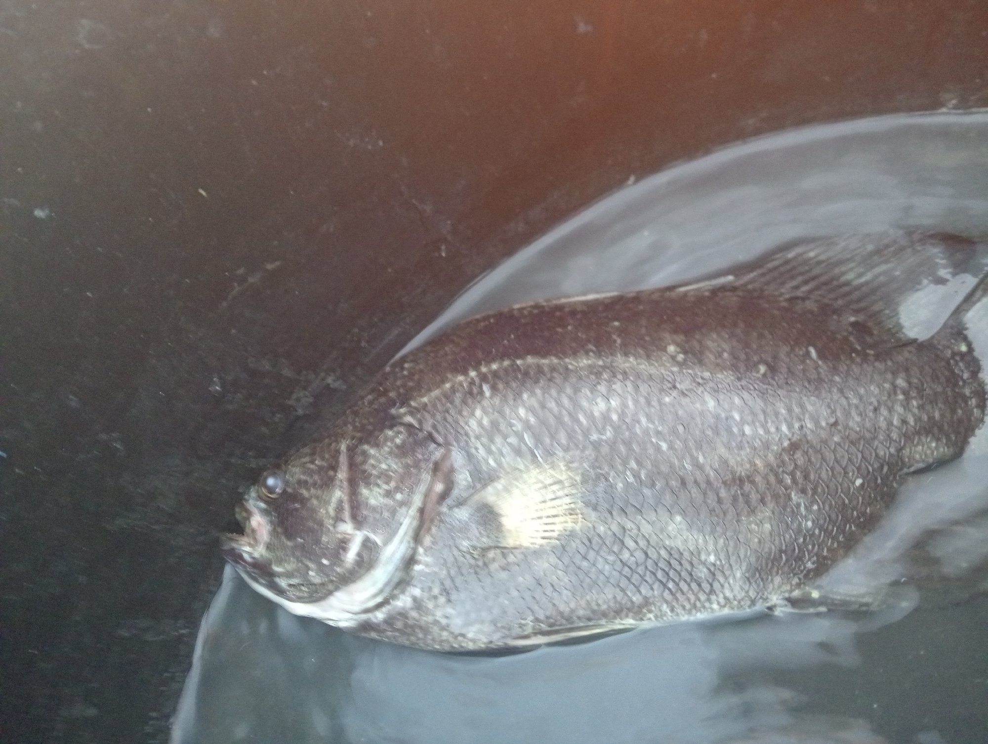 A dead fish lies in dark, murky water, possibly in a bucket or container, with a dark brown background that appears to be the inside of the container. The fish is dark gray with lighter speckles and has visible scales. Its mouth is slightly open, and its eye is clearly visible. The fish is positioned diagonally in the water, with its head on the left and its body extending towards the right. The water's surface is disturbed, suggesting movement or the presence of the fish. The overall lighting is dim, creating a subdued atmosphere.