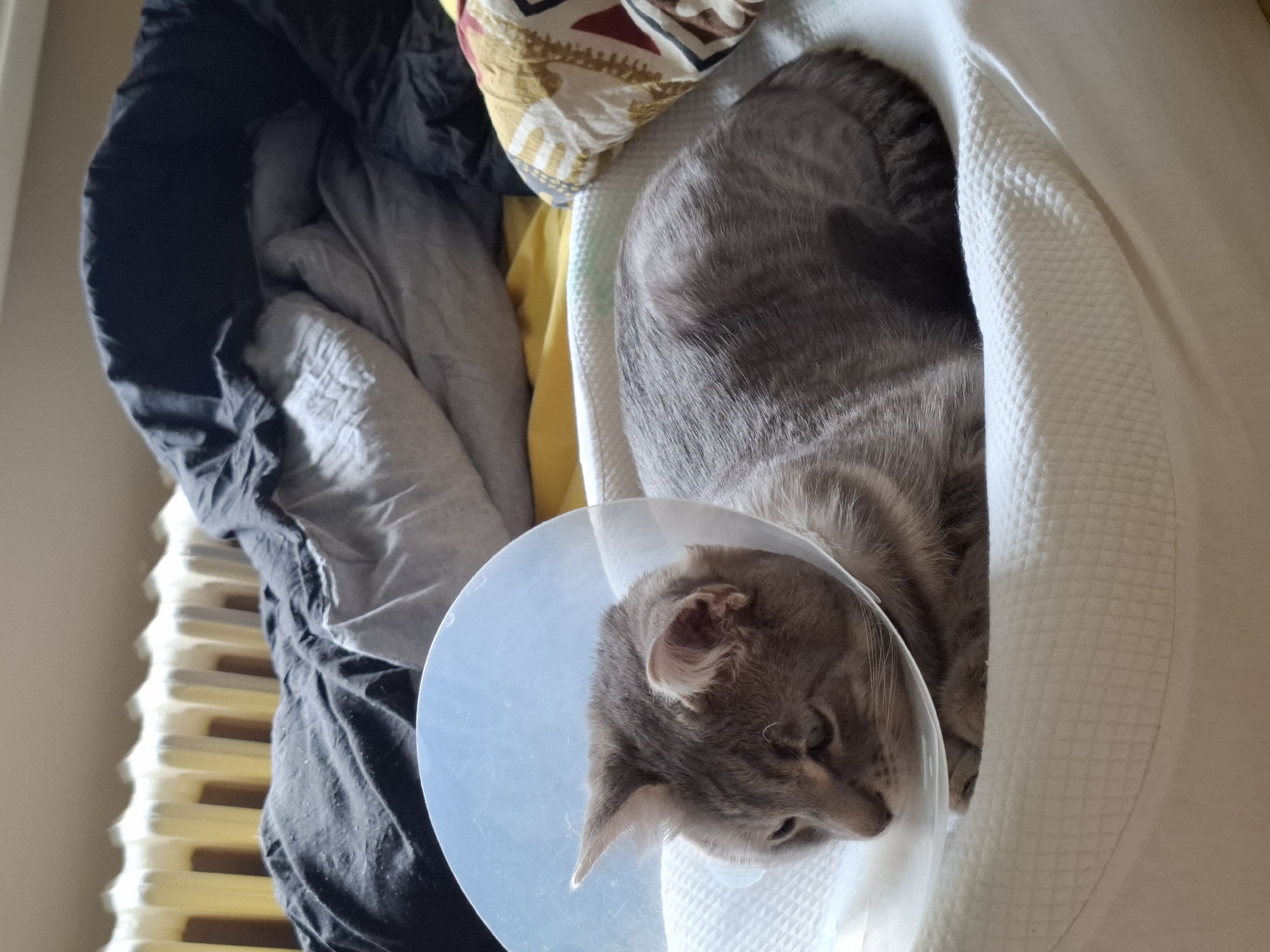A gray tabby cat wearing a clear plastic Elizabethan collar lies curled up in a white fabric tunnel. The cat's head is angled downward, with its right ear visible and its gaze directed towards the lower right corner of the frame. To the left of the cat is a disorganized pile of bedding in shades of black, gray, and yellow. The bedding rests on a slatted wooden or plastic surface. The location is indoors. No indication of it being Novi Sad, Serbia.