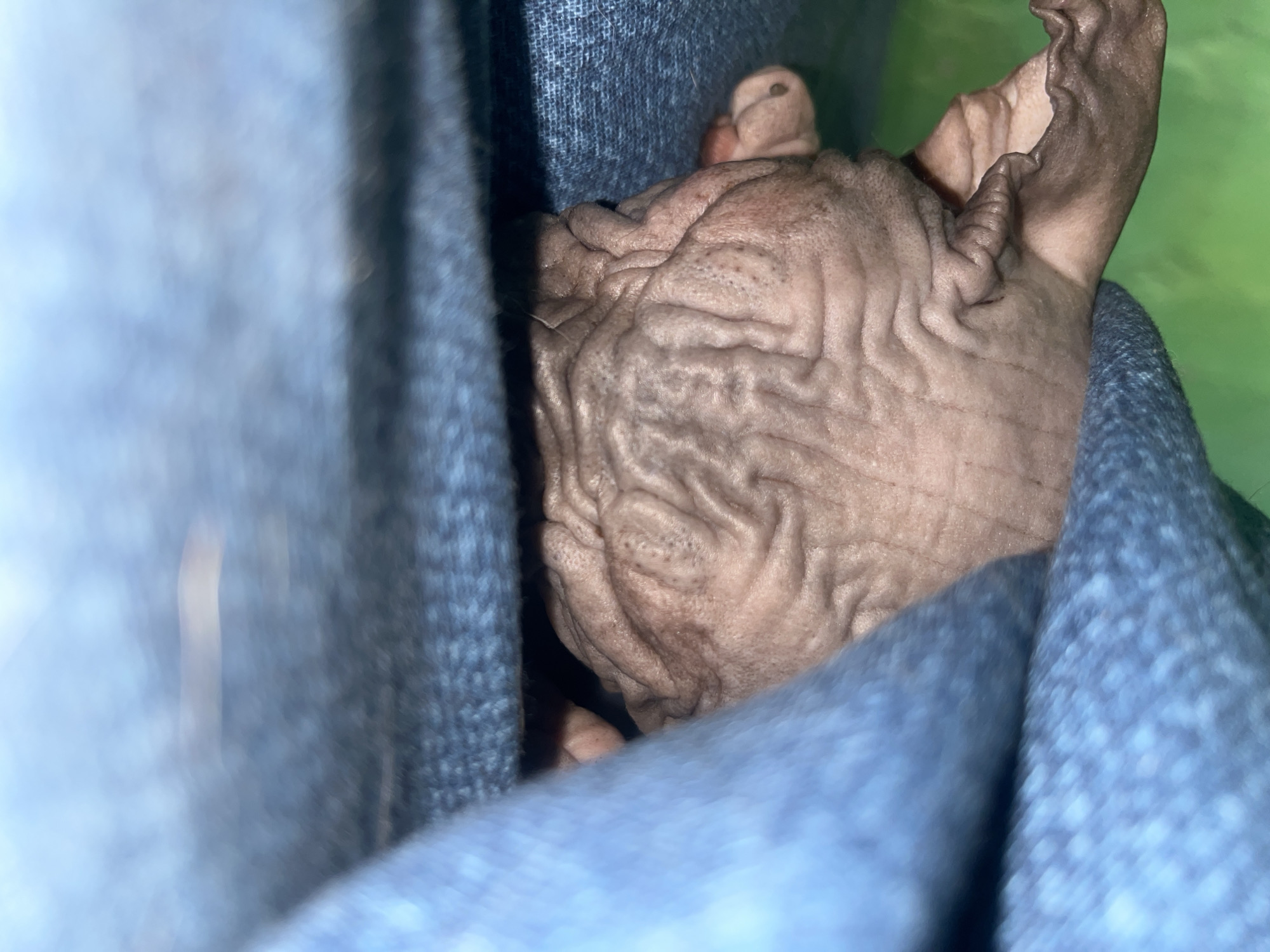 A close-up, indoor shot shows a hairless, light-pink Sphynx cat nestled within the folds of blue clothing, presumably a jacket or sweater. The cat's head is the primary focus, revealing its wrinkled skin texture. Part of its ear is visible on the right, while another portion of the cat extends out from the folds of the clothing on the left side. The overall composition emphasizes the cat's perceived comfort and warmth within the cloth. No details suggest this photo was taken in Nizhny Tagil, Russia.