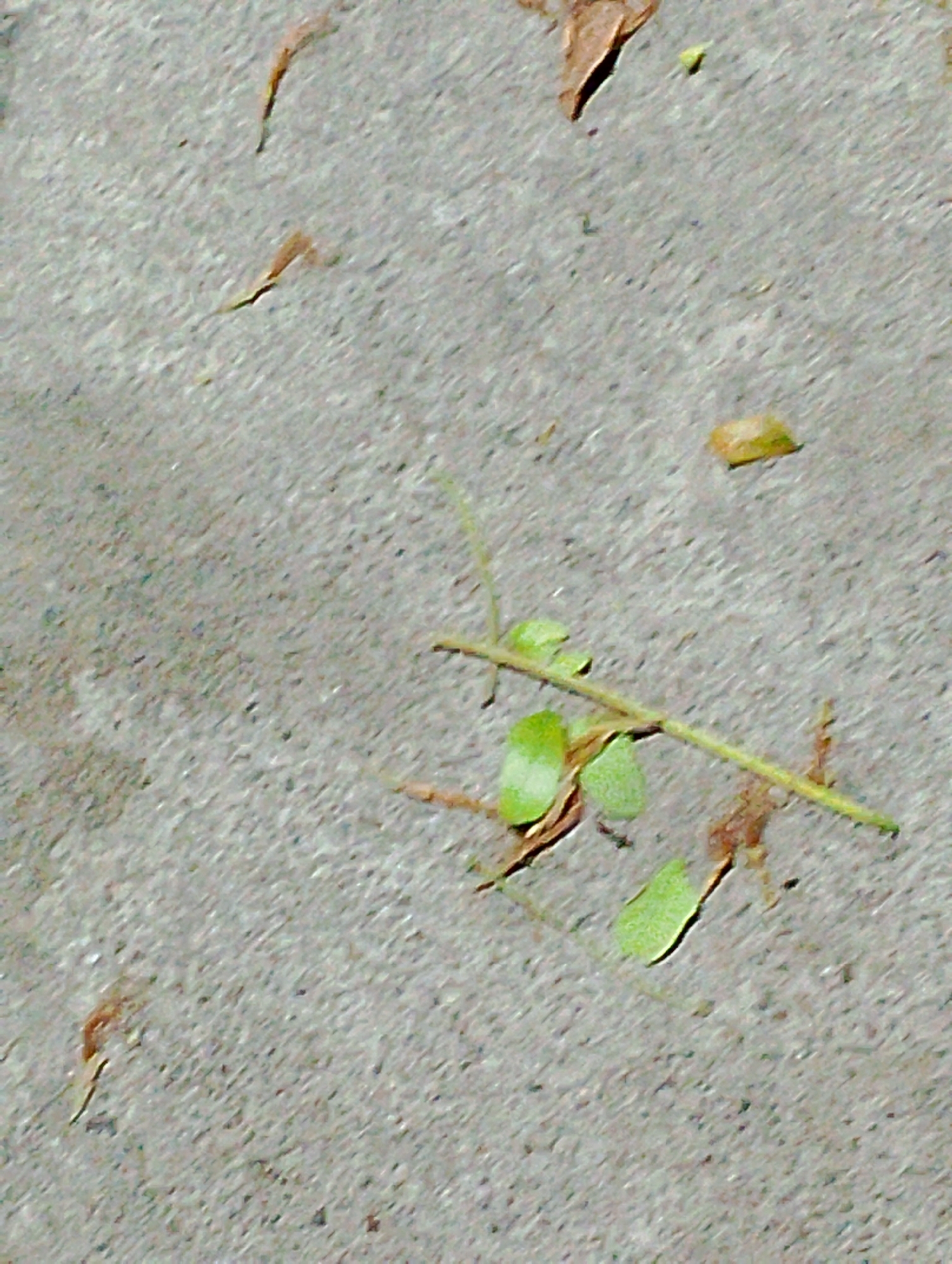 The image depicts a close-up, overhead view of a concrete surface with scattered natural debris. The concrete appears weathered and textured, with small dark specks embedded within it. Among the debris are several small, dry, brown leaf fragments, some appearing curled or broken. There is also a small cluster of green leaves and stems, suggesting a small plant or twig has fallen onto the surface. The lighting appears to be natural daylight, casting subtle shadows and highlighting the textures. The scene is devoid of any human presence or activity. This image was captured on Jalan Pahlawan, Magelang, Indonesia.