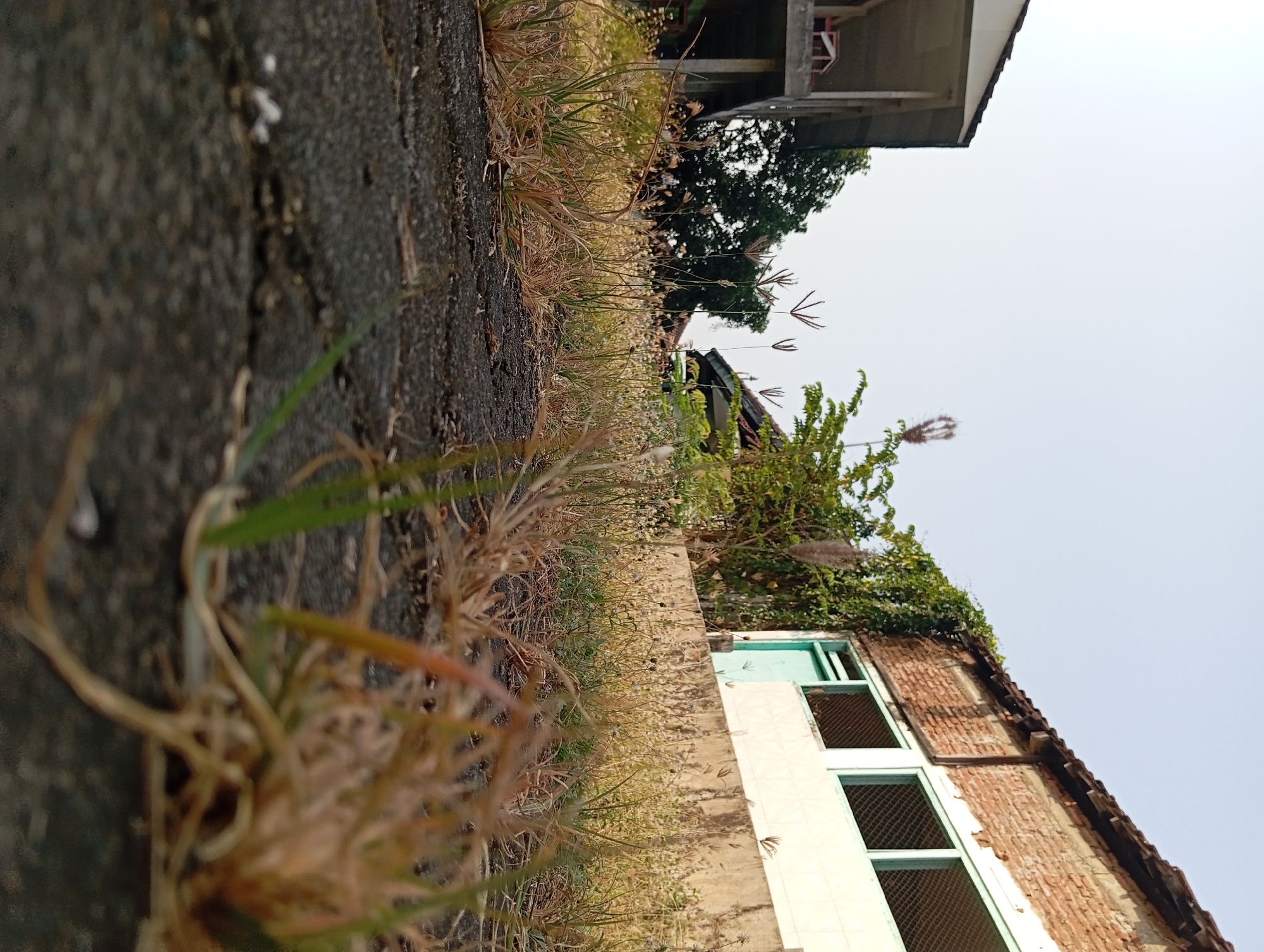 The image is a low-angle shot of an outdoor area with dry grass in the foreground, suggesting a neglected or arid environment. In the background, there are two buildings. The building on the left appears to be a multi-story structure with a white exterior and visible balconies. The building on the right is constructed of brick, with a partially damaged roof and windows covered with mesh. Green vines are growing on the side of the brick building. The sky is clear and light. The scene is likely located in Pandaan, Indonesia, as indicated by the context provided. There are no people visible in the image, and the overall impression is one of an abandoned or undeveloped space.