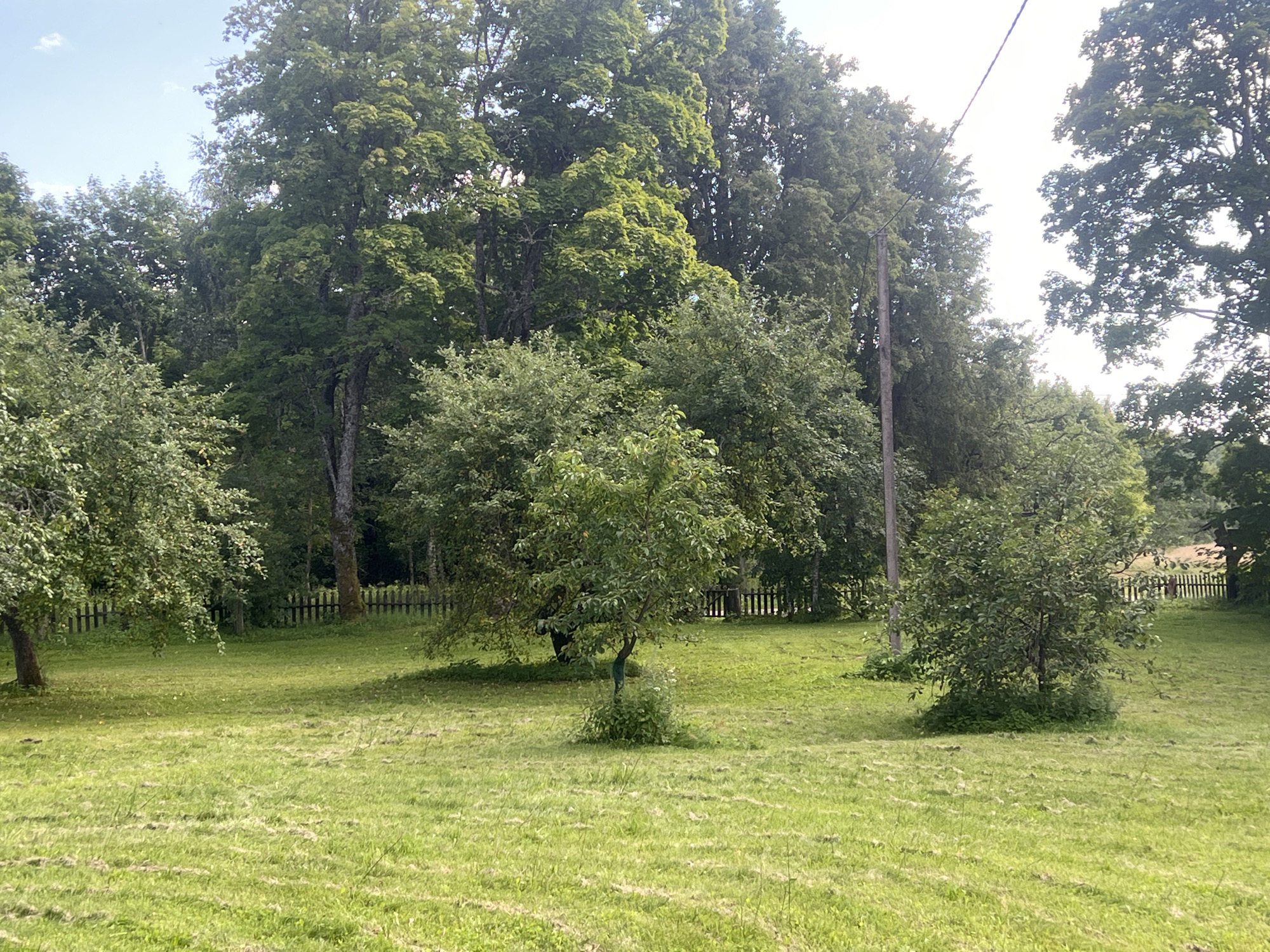 The image depicts a sunlit, grassy yard with several trees. The foreground is dominated by mown grass. In the midground, there are three distinct trees of varying sizes. A small, bushy tree with a dense canopy is centrally located, slightly to the left. To its left, a larger tree with a visible trunk and spreading branches is situated. To the right of the central tree, another medium-sized tree with a fuller crown is visible.
In the background, a dark wooden fence runs horizontally across the scene, partially obscured by trees and foliage. Behind the fence, a dense line of mature trees forms a natural boundary. To the far right of the image, a single, tall utility pole with a wire stretching across the frame is present, a man-made element contrasting with the natural landscape. The sky above is bright and clear, with a few faint clouds. The overall impression is of a rural or semi-rural environment. The scene is located in Daulėnai, Lithuania.