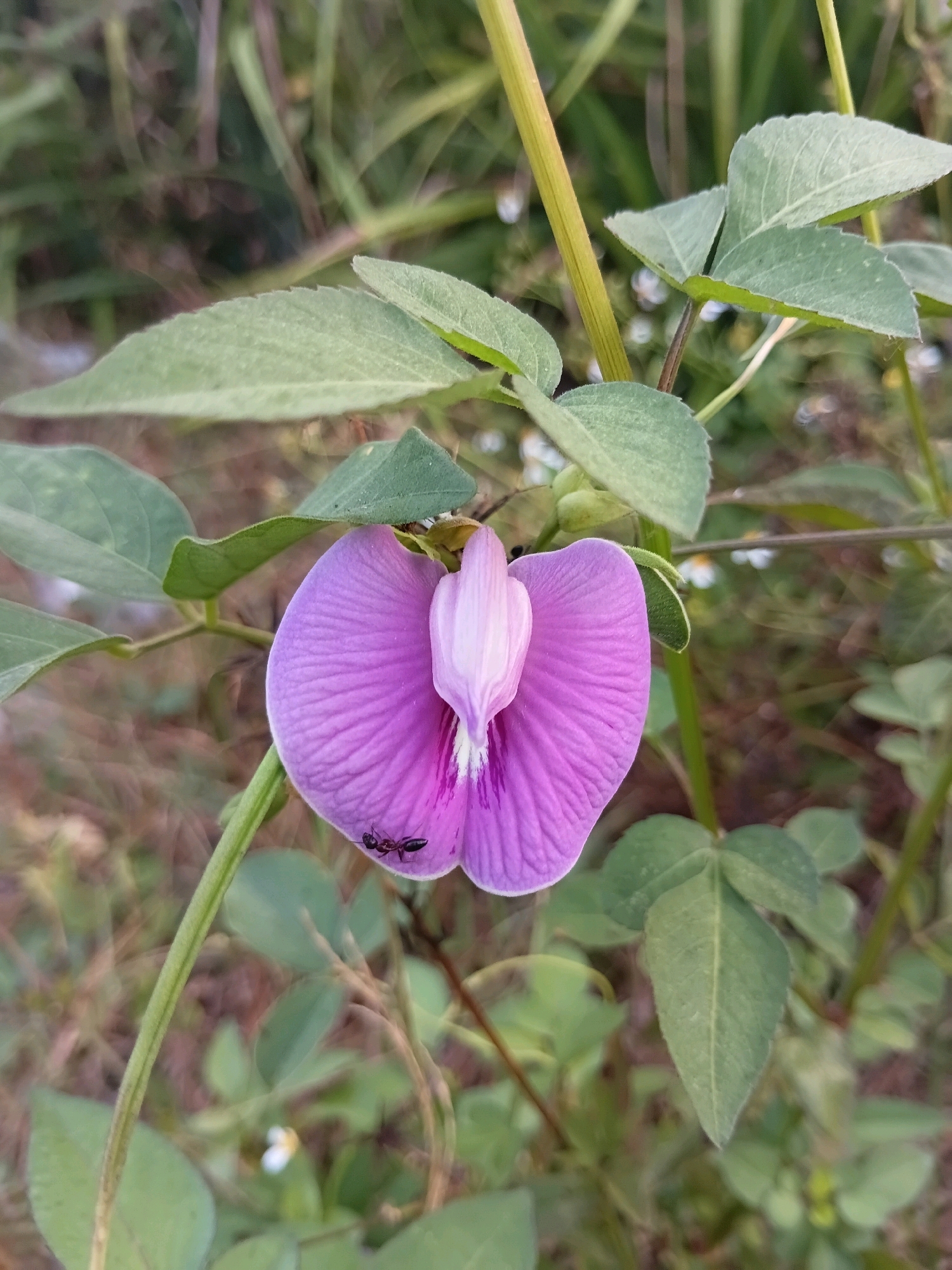 A close-up shot captures a single, vibrant purple and white flower in focus, set against a blurred backdrop of green foliage. The flower, which appears to be a species of Clitoria ternatea, is a striking purple with delicate white markings near its center. A small black ant is visible crawling on one of the lower purple petals, interacting with the flower. The surrounding environment suggests a natural, outdoor setting with various leaves and thin stems visible. The overall lighting is soft, indicating it may be early morning or late afternoon. The image was taken in Cikal, Indonesia.