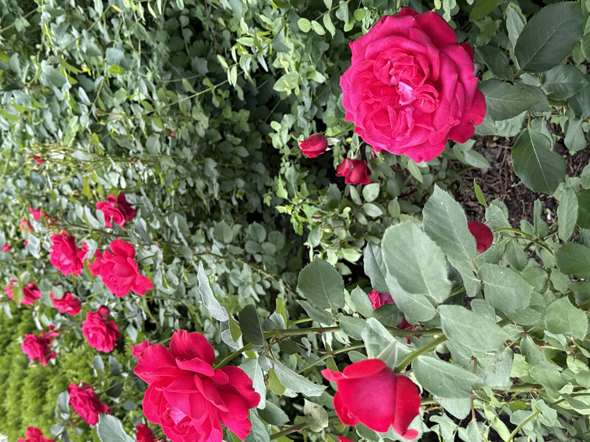 In the foreground of the image, a large, vibrant pink rose is in full bloom, its petals unfurling in intricate layers. To the left, another rose, slightly smaller and with a deeper red hue, is also in bloom, its petals appearing velvety. Several other red and pink roses, some in bud form, are scattered throughout the image, creating a lush and colorful display. The roses are surrounded by abundant green foliage, with leaves of various sizes and shapes. The background is filled with more of the same dense greenery, suggesting a well-maintained garden or park. The lighting indicates it is daytime, and the presence of dew drops on some leaves suggests recent watering or morning mist. The overall scene evokes a sense of natural beauty and tranquility. This garden is located in the Gorky Park in Moscow, Russia.