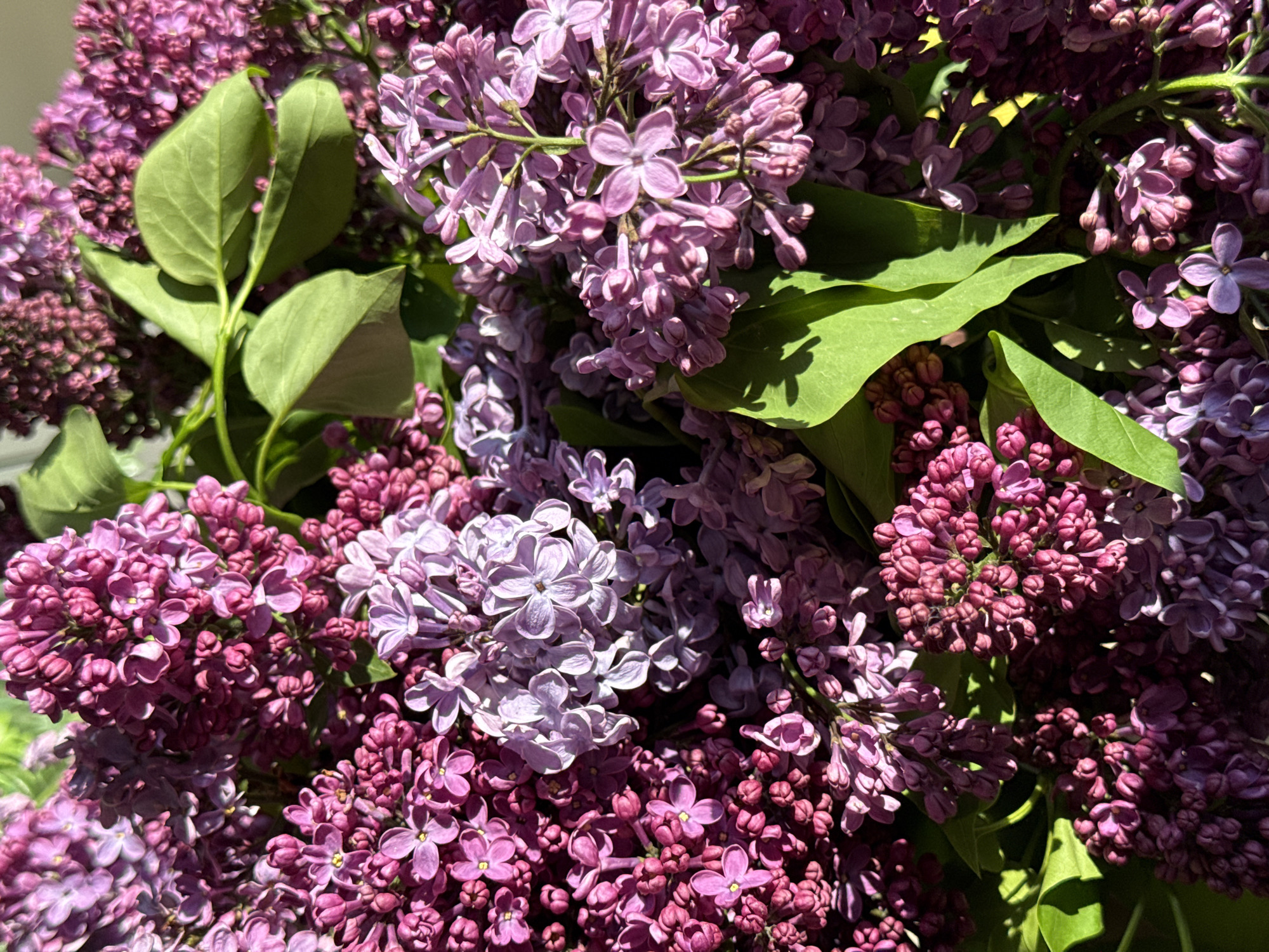 The image depicts a close-up view of a bouquet of lilacs with varied shades of purple. Green leaves are interspersed among the flowers. The location is not discernible from the image.