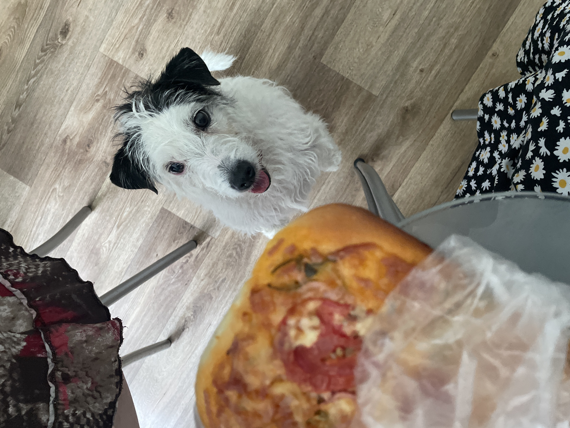 A small, scruffy, white and black dog with a pink tongue is sitting on a light brown wooden floor, looking up at the camera. The dog has dark patches around its eyes and on its ears. In the foreground, a slice of pizza is on a gray plate, partially covered by a clear plastic bag. Behind the dog and pizza, a table with a dark, patterned cloth and metal legs is visible. A chair with a black and white floral-patterned seat is also present. The lighting suggests an indoor setting, likely a kitchen or dining area, in an unknown location.