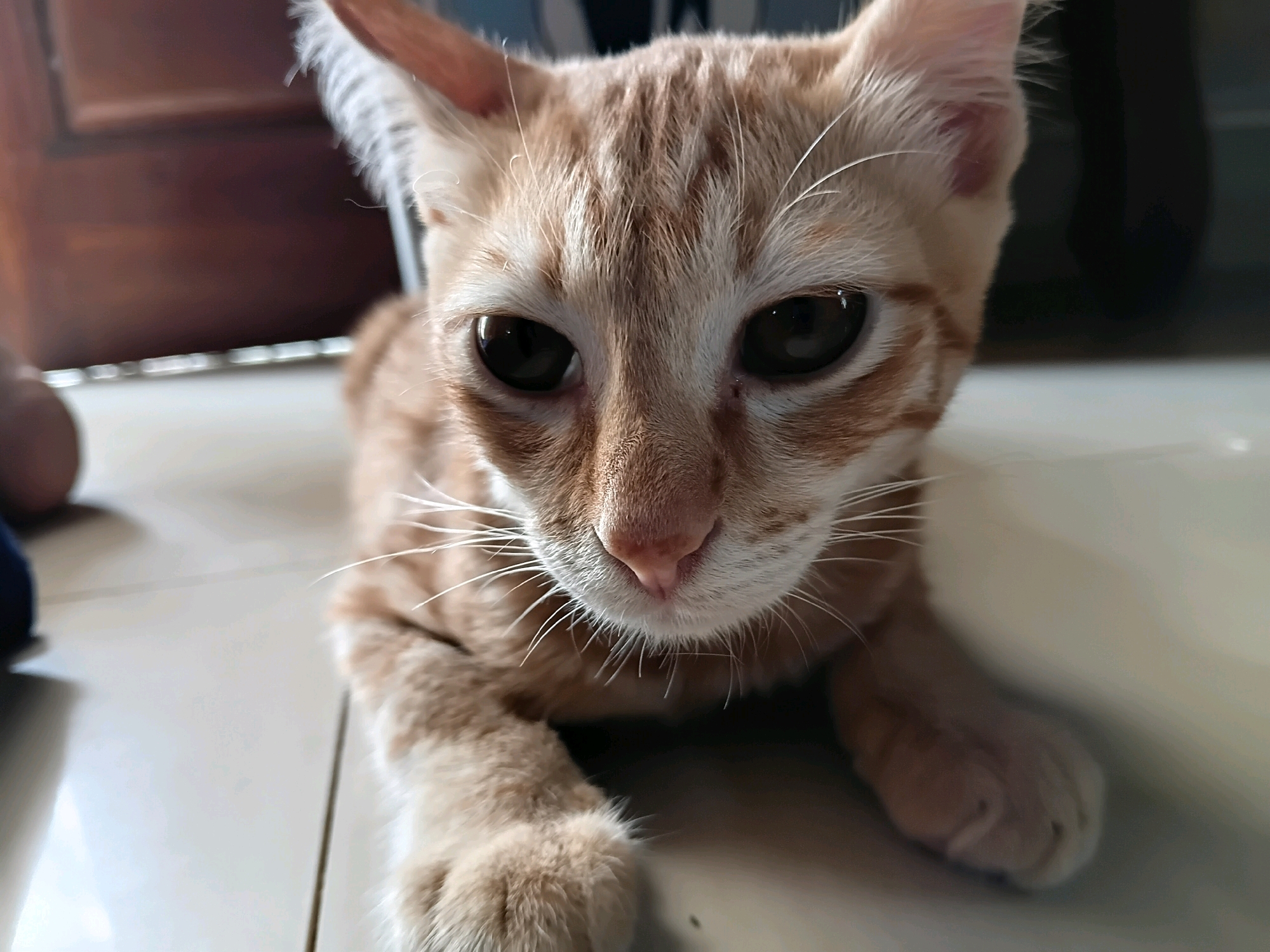 This is a close-up, eye-level, full-body shot of an orange tabby kitten lying on a light-colored tiled floor. The kitten's head is dominant in the frame, with its face turned slightly towards the camera. Its large, dark eyes are dilated, and its pink nose is visible. Long white whiskers fan out from its muzzle. The kitten has distinct orange stripes on its forehead and across its body. Its paws are tucked in front of it. The background is blurred, showing a wooden surface and darker areas, suggesting an indoor environment. The lighting is soft, casting a gentle glow on the kitten's fur. The scene does not depict any specific location in Gilirang, Indonesia.