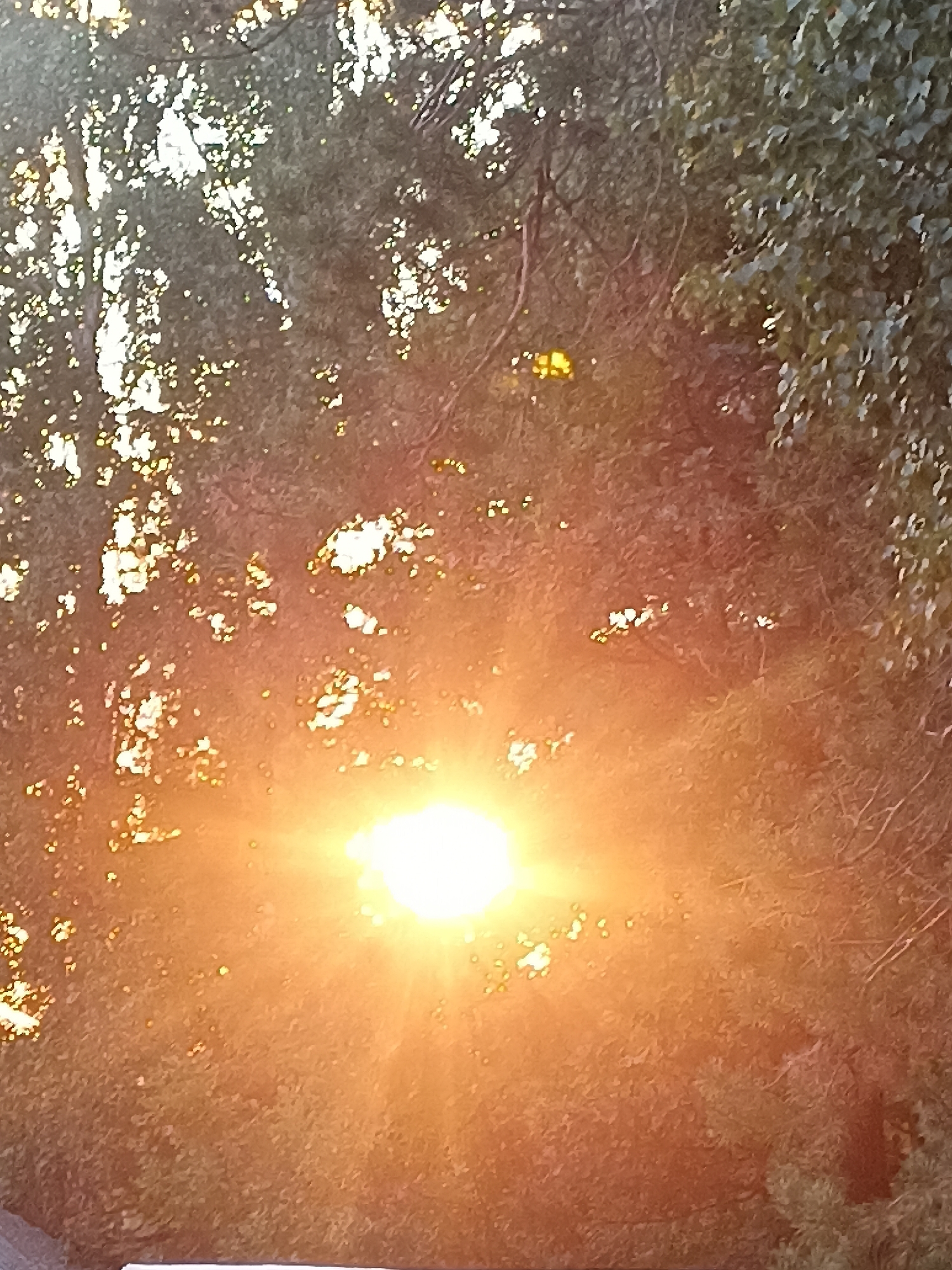 The image depicts sunlight filtering through the dense foliage of trees, creating a warm, golden glow. The sun appears as a bright, luminous orb, with rays of light extending outwards, illuminating the leaves and branches. The overall scene is natural and tranquil, with the focus on the interplay of light and shadow within the trees. The provided crops highlight the dappled light effect and the textures of the leaves and branches. The location in Mochische, Russia, is not explicitly visible in the image, but it suggests an outdoor setting in a natural environment within that city.
