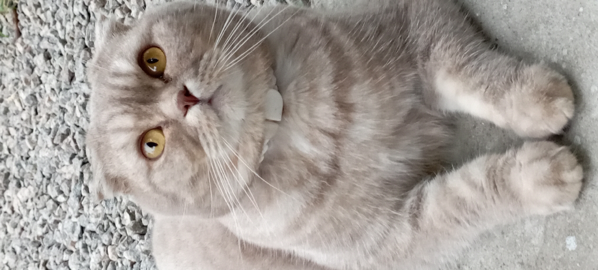A medium shot, eye-level, vertical photograph shows a light brown Scottish Fold cat lying down on a gravel surface. The cat's ears are folded inward, and its bright yellow eyes are looking directly at the camera. The cat has white whiskers and a white collar. The background is composed of gray gravel. The lighting appears to be natural daylight. The image does not contain any people or information about its location in the city of Radisne, Ukraine.
