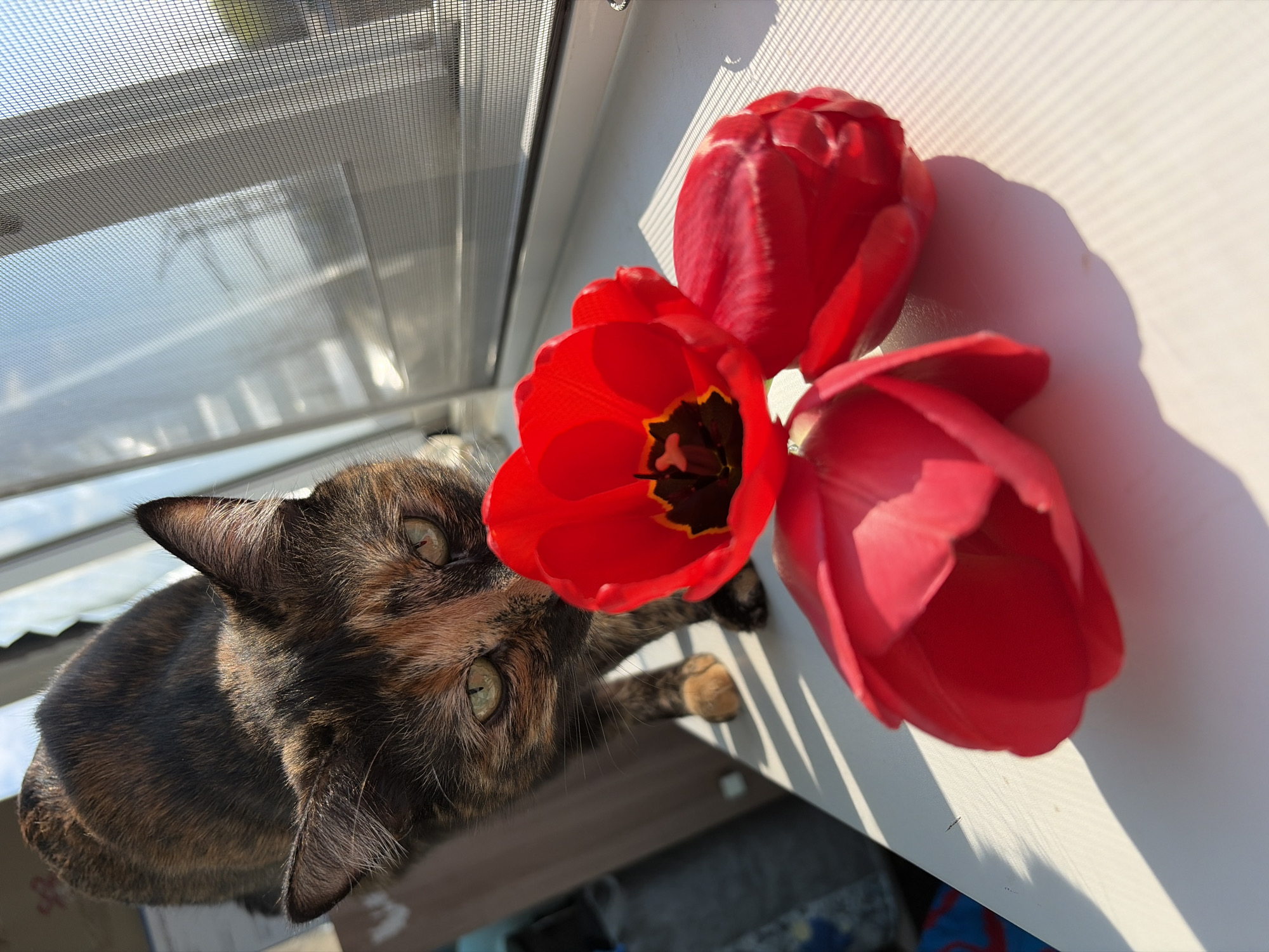 A tortoiseshell cat rests on a white windowsill near three red tulips. A window screen is visible behind the cat. The scene appears to be inside a residence, likely in Chaikovsky, Russia, based on image metadata. No people are visible. The cat is interacting with the environment, resting near the flowers and window. The environment is sunny.
