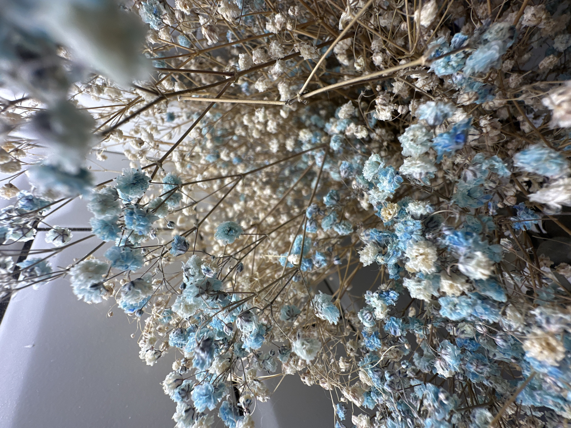 A close-up, shallow depth-of-field photograph depicts a bouquet of dried baby's breath flowers. The flowers are a mix of light blue and off-white. The stems are thin and brown, with a dry, brittle appearance. The background is blurred and appears to be a light-colored, textured wall. The image does not contain any people, actions, or interactions. The scene is a still-life composition. No specific location within the city of Высокая Гора, Russia can be determined from the image.