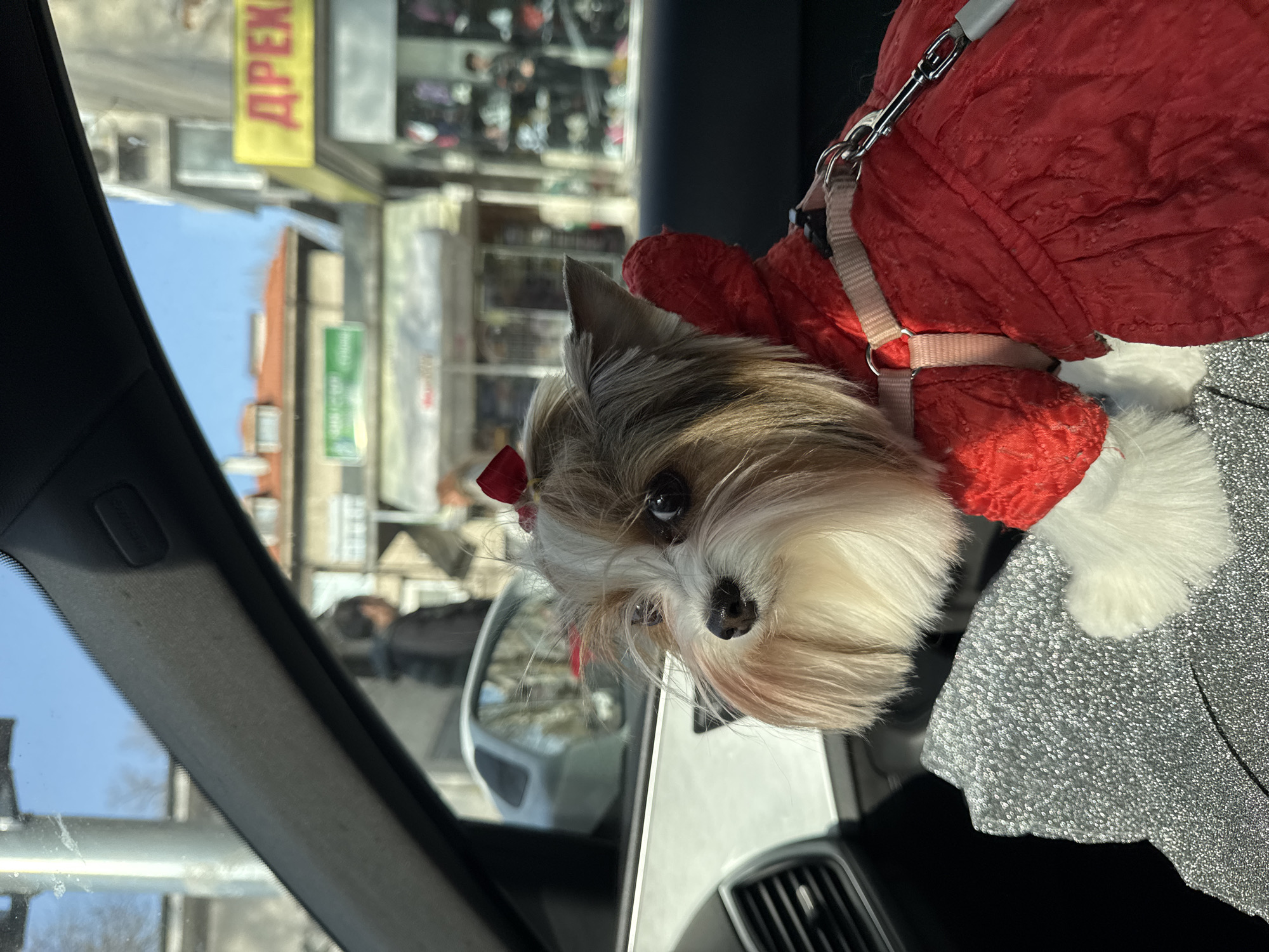 A dog with white and brown fur and a small red bow on its head is positioned in a car. The dog is wearing a red quilted coat with white fur trim and a beige harness. The car is moving through a city street. Through the car window, buildings and signs are visible. One sign is yellow and contains Cyrillic text, partly obscured, but it appears to be "ДРЕХ...". The location is suggested to be in Plovdiv, Bulgaria. The dog is the primary subject and its interaction with the car environment is observed.
