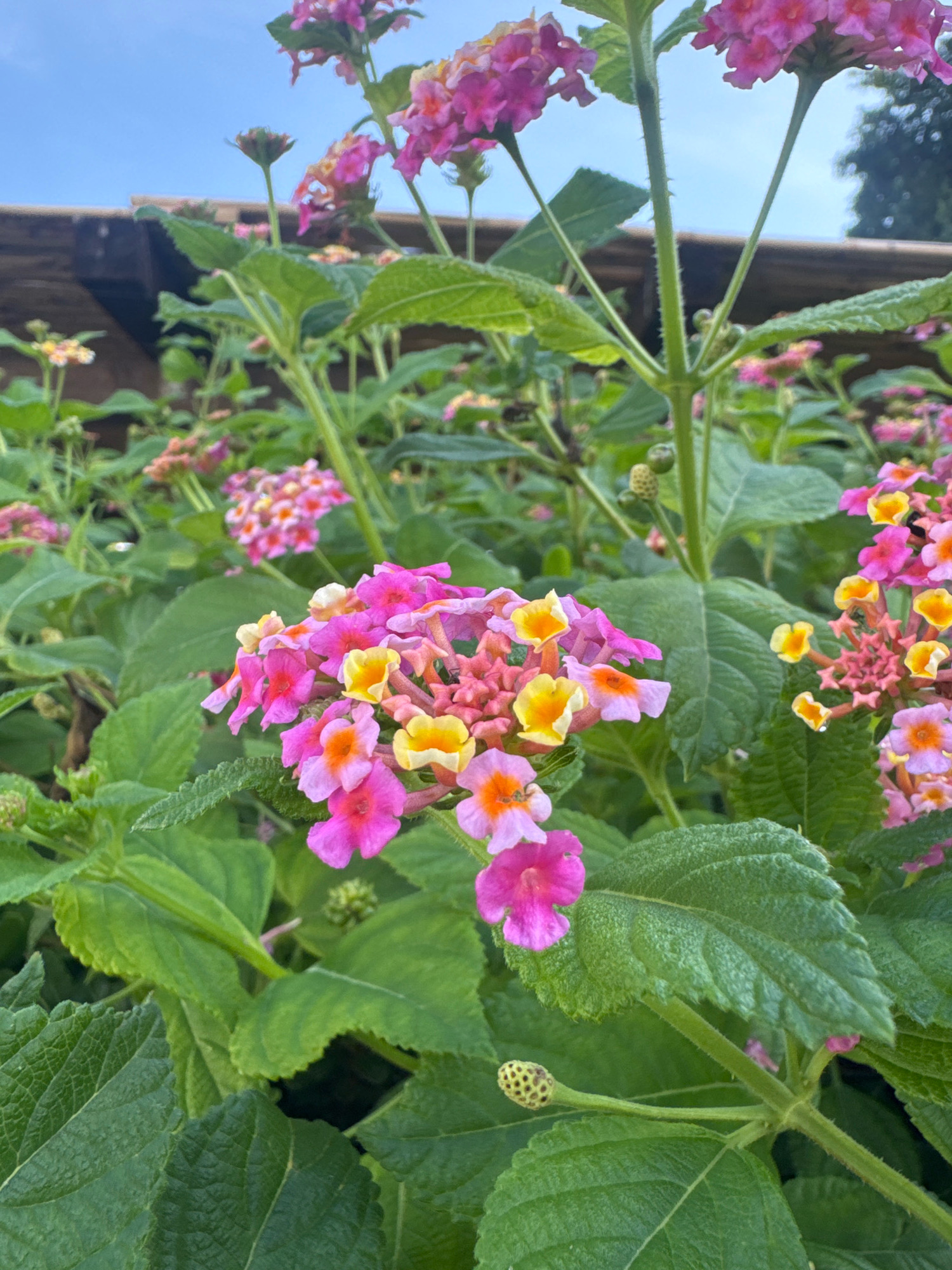 The image displays a close-up view of a cluster of vibrant Lantana flowers, with hues of pink, yellow, and orange, set against a backdrop of lush green leaves. In the background, a wooden structure, possibly part of a fence or a building, is visible, under a pale blue sky. A hint of distant trees can be seen on the right. The scene appears to be an outdoor garden setting, likely within the municipality of Isola delle Femmine, Italy, given the commonality of such flora in Mediterranean coastal areas. There are no people or discernible actions taking place. The focus is solely on the botanical elements and the natural environment.