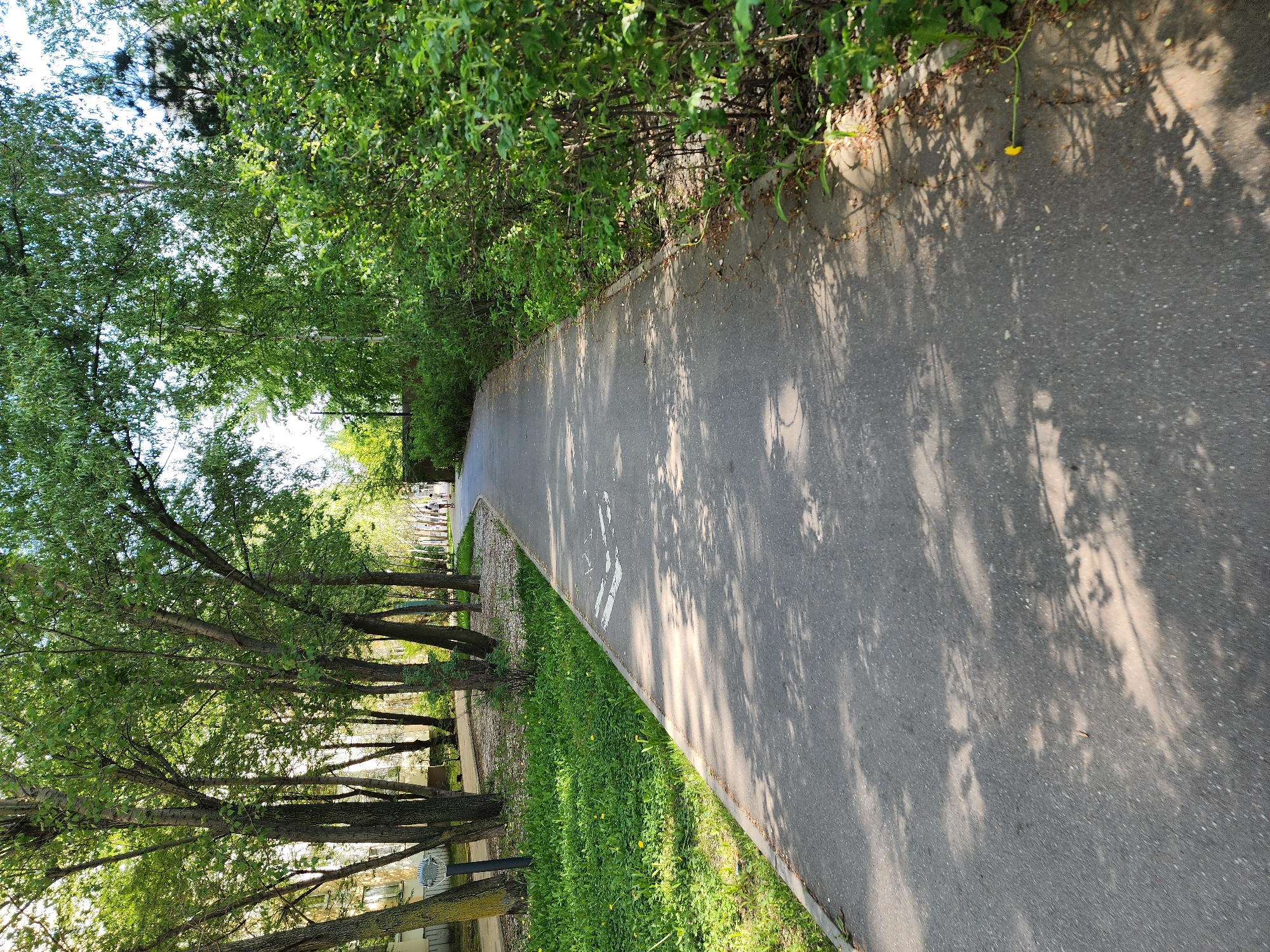 The image depicts a paved pathway in a park-like setting, likely a dedicated bicycle lane based on the stenciled bicycle symbol on the path. The path is bordered on one side by a manicured hedge or thick shrubbery and on the other by a row of trees with green foliage, interspersed with grass and possibly some dandelions. The location is identified as Kazan, Russia. The scene suggests a warm, sunny day, with dappled sunlight filtering through the trees and casting shadows on the path. In the distance, other park visitors can be observed. The setting appears to be a well-maintained urban green space.