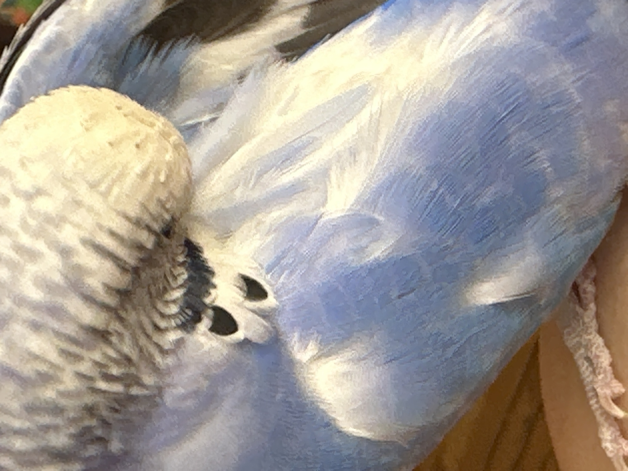 The image is a close-up, detailed photograph of a bird's feathers. The bird appears to be a budgerigar, characterized by its light blue and white plumage. The feathers are soft and delicate, with a subtle sheen that catches the light. The image focuses on the intricate patterns and textures of the feathers, highlighting the fine details of their structure. The background is blurred, suggesting the bird is in motion or that the photographer is deliberately focusing on the subject. The image does not provide any information about the location in the city of Unknown, Unknown.