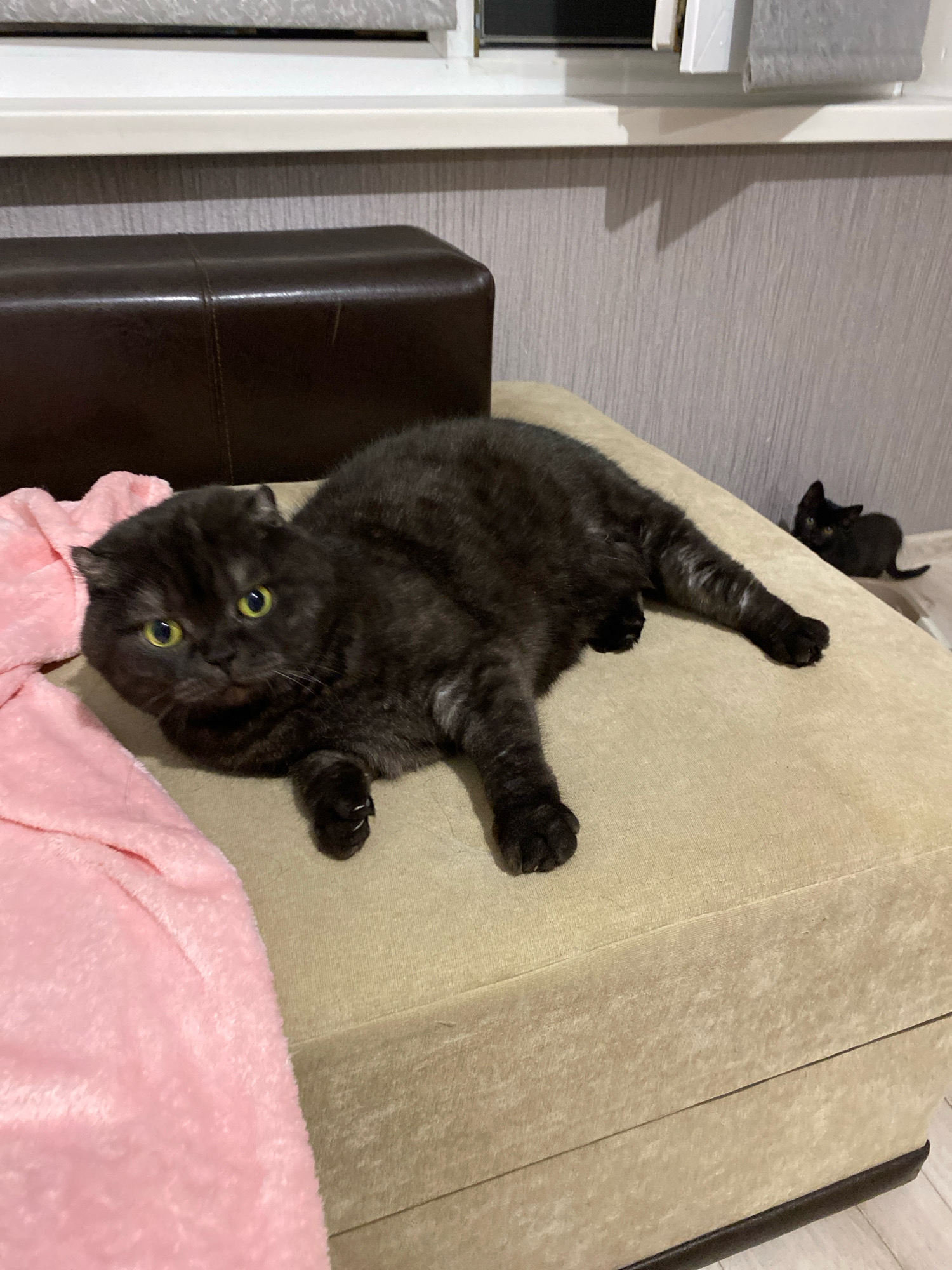 The image depicts a domestic indoor scene, likely a living room or bedroom, with two black cats. A large adult cat is prominently featured in the foreground, lying on a beige cushioned surface, possibly a sofa or ottoman. The cat is dark-colored, with green eyes and folded ears, suggesting it might be a Scottish Fold breed. A pink, fluffy blanket is draped over the left side of the cushioned surface. In the background, a smaller black kitten is visible, also on the beige surface, looking towards the adult cat. The environment appears to be a typical residential setting, with a window and blinds visible in the upper part of the frame, and a dark brown leather ottoman or furniture piece to the left. The lighting suggests it is daytime, with light entering from the window. The image does not provide any specific visual cues to pinpoint its location in Zhlobin, Belarus.