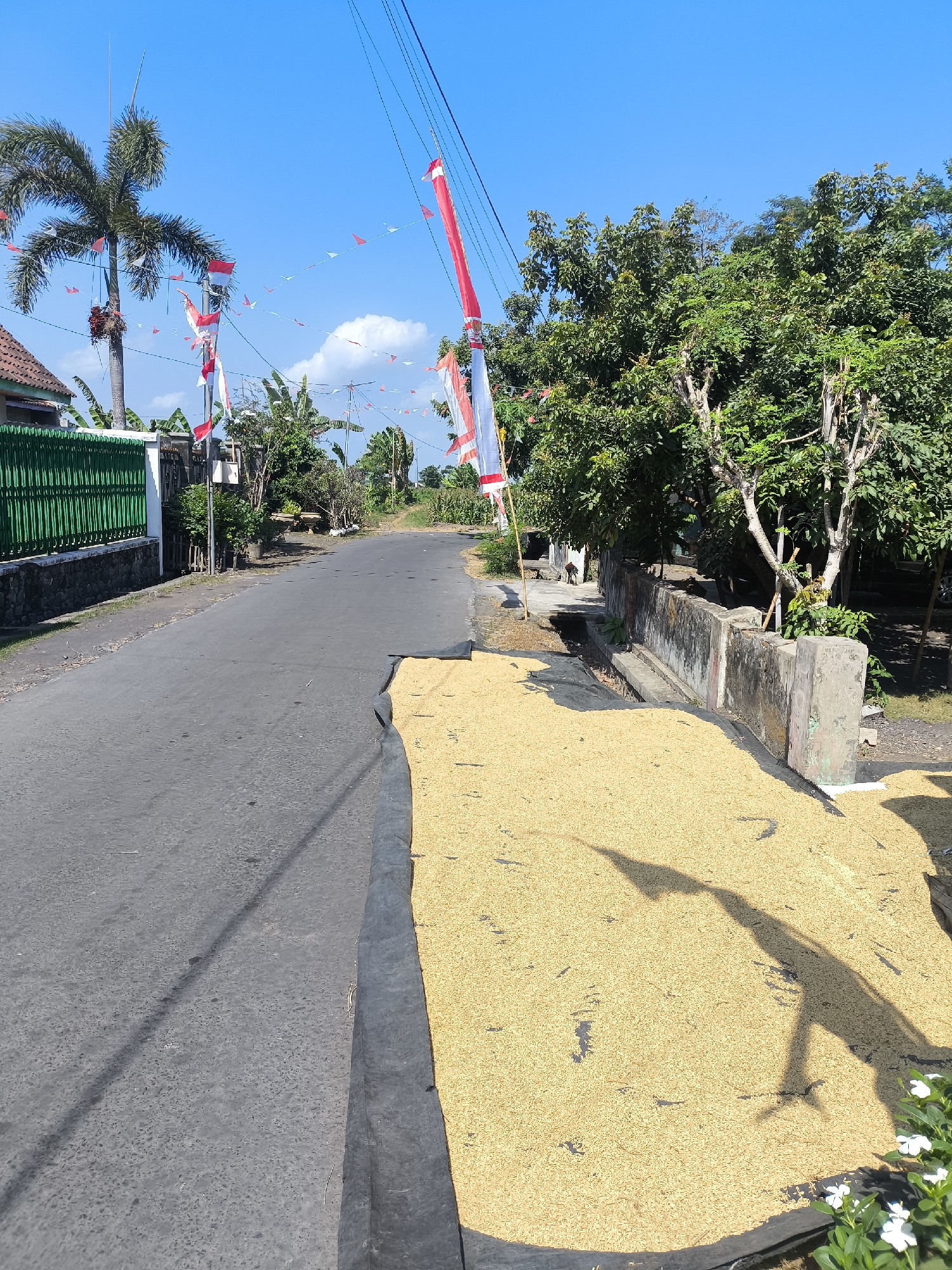 In Grati, Indonesia, a paved road runs through a rural area, bordered by a green fence and a house on the left, and trees and a concrete wall on the right. A large spread of golden grains, likely rice or paddy, is laid out on a black tarp along the side of the road, drying in the sun. Several Indonesian flags, red and white, are hung on poles and strung across the road, indicating a celebration or national holiday. Overhead power lines crisscross the bright blue sky. The scene captures a typical village life, with a focus on agricultural activity and national pride.