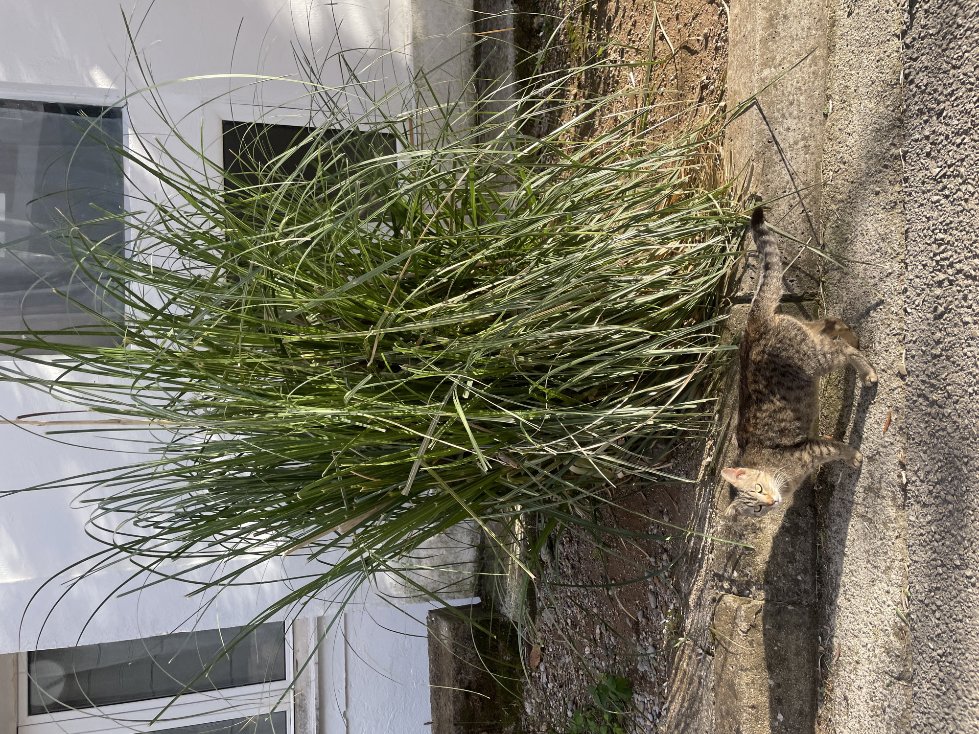 A cat with gray and brown tabby markings stands on a concrete surface next to a patch of tall, green ornamental grass. The grass grows against the base of a white building with window openings. The ground adjacent to the grass consists of soil and small stones. The cat's tail is raised and curved, and it is looking up towards the viewer. The scene is bathed in sunlight, casting shadows on the concrete and the cat. The location is likely near a building with landscaping in Rafailovići, Montenegro.