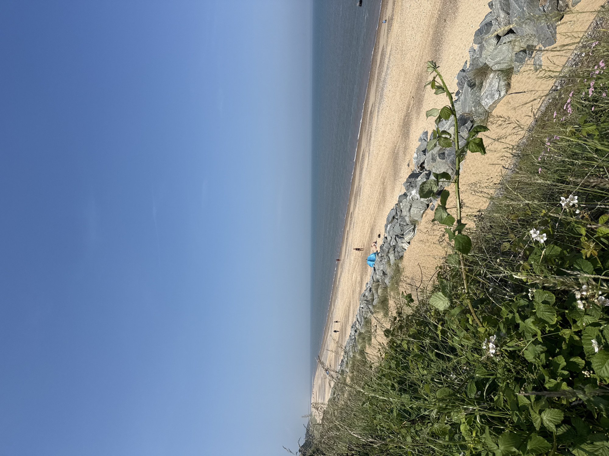 This is a landscape photograph taken on a bright, sunny day at the beach in Great Yarmouth, United Kingdom. The image is oriented vertically. The foreground is dominated by lush green vegetation, including grass and some leafy plants with small white flowers, suggesting a late spring or summer season. Behind the greenery, a sandy beach stretches along the coastline, meeting the calm, blue sea.
The beach is dotted with a few people, appearing as small figures in the distance. Some are walking along the shore, while others are near a blue tent. A line of large, grey rocks forms a barrier between the vegetation and the beach, likely a man-made structure to protect the coastline. The sea is a muted blue, with gentle waves lapping the shore. The sky is a clear, vibrant blue, with no clouds visible, indicating fair weather. The sunlight casts shadows, especially on the rocks and vegetation, suggesting it is likely mid-morning or early afternoon. The overall mood of the image is peaceful and idyllic, capturing a serene beach scene. There is no visible text in the image.