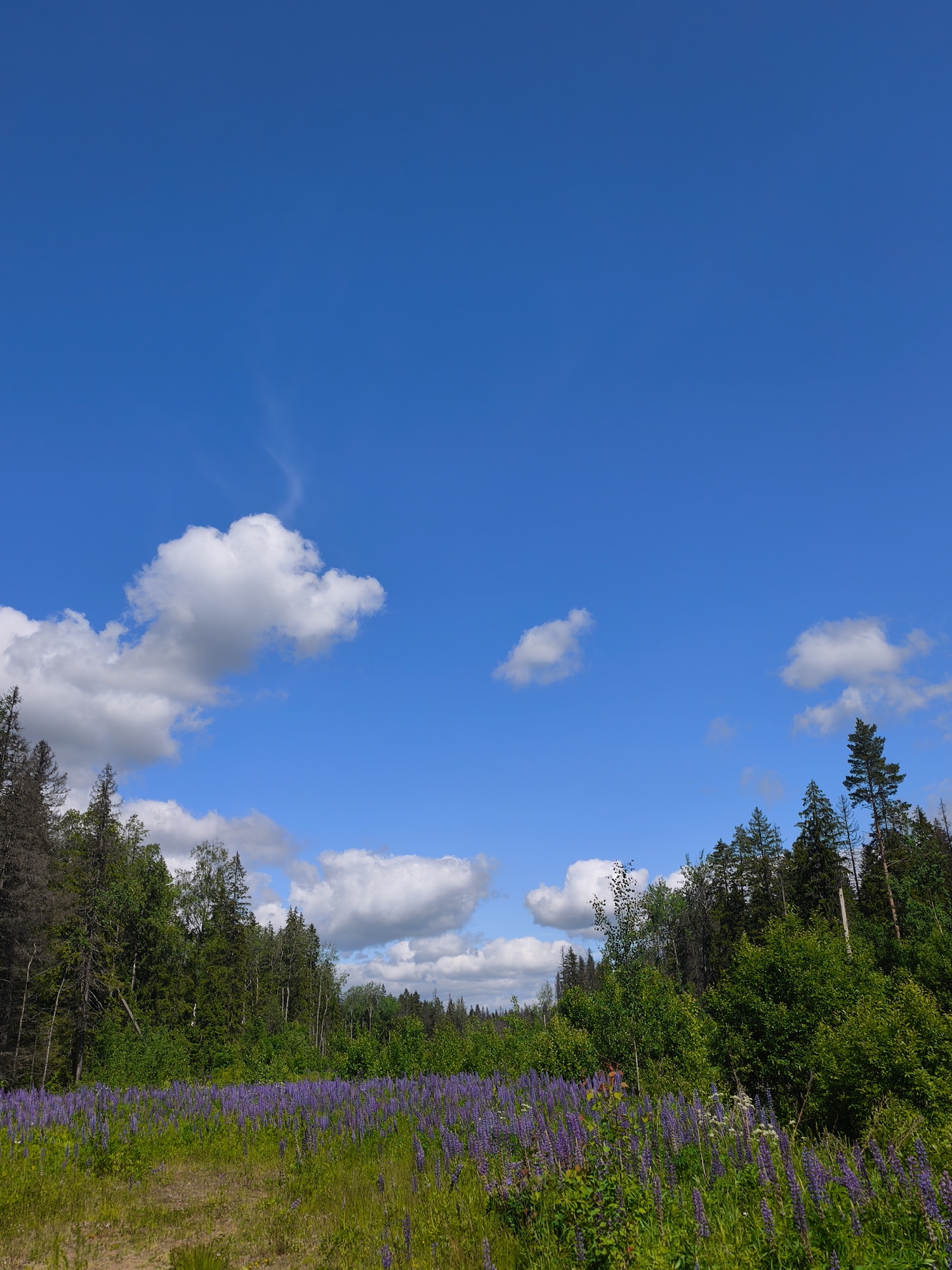 The image depicts a vast field of purple lupine flowers under a bright blue sky with scattered white clouds. A dense forest forms the backdrop, with a mix of evergreen and deciduous trees. The foreground shows a dirt path leading into the field. The scene appears to be a natural landscape, possibly a meadow or a roadside, in a rural or semi-rural area. The lighting suggests it is daytime, likely late morning or early afternoon, given the brightness of the sky and the shadows cast by the trees. There are no people or animals visible in the image. The overall impression is one of a serene and picturesque natural environment.