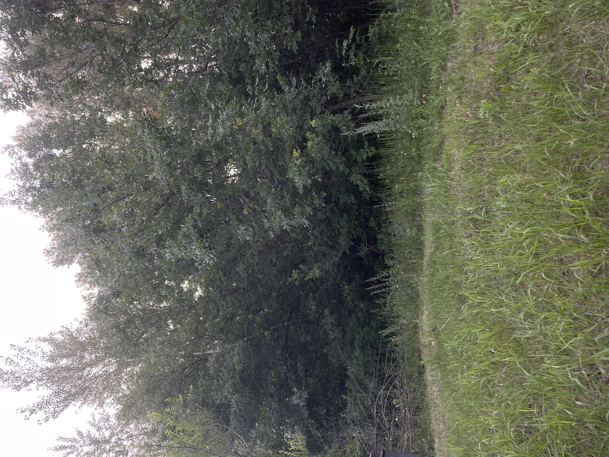 The image depicts a dense thicket of green trees and foliage. The foreground is dominated by tall, lush green grass. In the background, the trees are densely packed, with visible branches and leaves. The lighting suggests it might be late afternoon or early evening, with the sky appearing bright and overcast. There are no visible people, animals, or man-made structures in the frame. This scene could be a natural wooded area, such as a forest edge or a park within the city of Dimitrovskii, Russia.