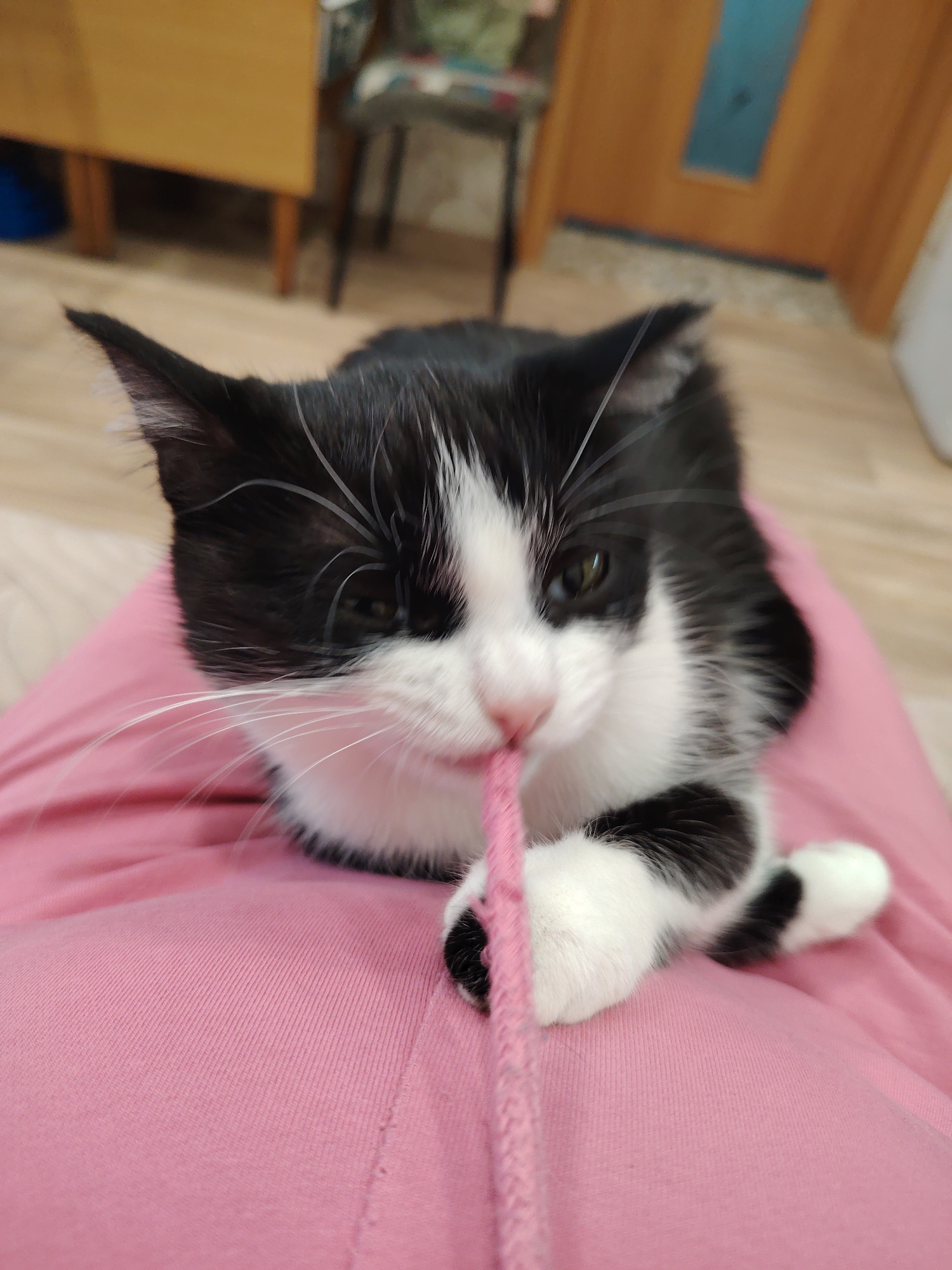 A tuxedo kitten with black and white fur is featured prominently, engaged in play. The kitten has predominantly black fur on its head, back, and ears, with a white muzzle, chest, belly, and paws. It has noticeable white whiskers and greenish-yellow eyes. Its face shows a white blaze extending from its forehead down its nose, and a pink nose.
The kitten is lying or sitting on a surface covered by pink fabric, which appears to be clothing, possibly a lap. It is actively playing with a piece of bright pink, textured yarn or string, holding it with both front paws and biting it with its mouth. Its focus is entirely on the yarn.
The background is softly blurred, indicating an indoor setting. Visible elements in the background include light wooden flooring, dark wooden furniture or table legs, and what appears to be a light wooden door with a rectangular window insert. The lighting suggests an indoor environment, possibly artificial, giving the scene a warm tone. There is no visible text in the image. The overall impression is of a playful and endearing moment with a pet cat.