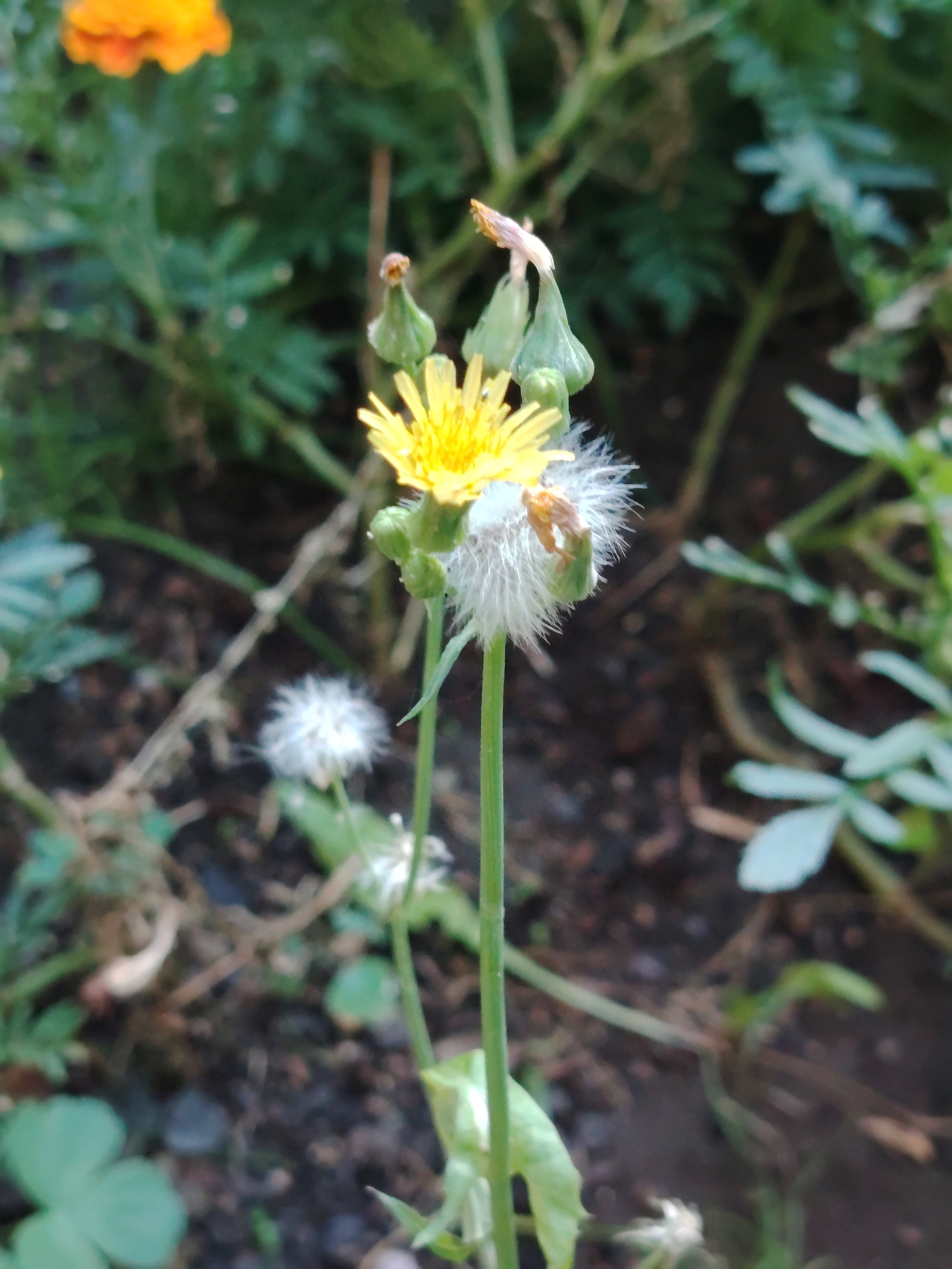 The image shows a close-up of a dandelion flower with a yellow bloom and a seed head, growing in a garden or natural setting. The flower is in focus, while the background is blurred, showing green foliage, dirt, and some orange flowers in the upper left corner. The dandelion stem is green and erect, with some smaller buds and a seed head in various stages of development. There are no people or animals visible in the image, and no indication of the city of Astana, Kazakhstan. The scene appears to be outdoors in daylight.