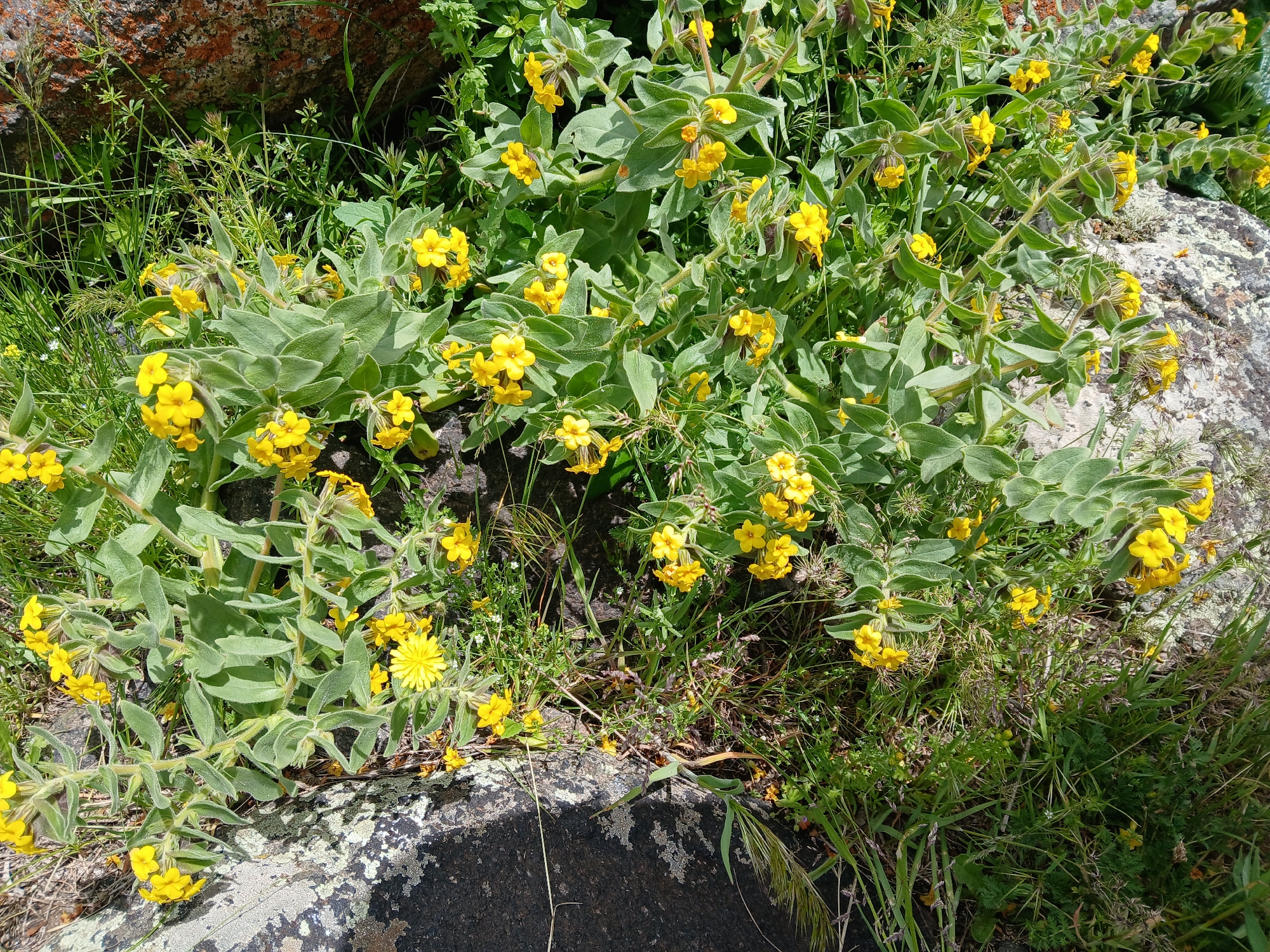 The image depicts a cluster of yellow flowering plants growing near rocks in a natural setting. The plants have light green, oval-shaped leaves. The rocks are dark gray and covered with lichen. Various grasses and small green plants surround the flowers and rocks. The setting appears to be outdoors, possibly in the Armenian city of Tlik. No people, actions, or interactions are visible.