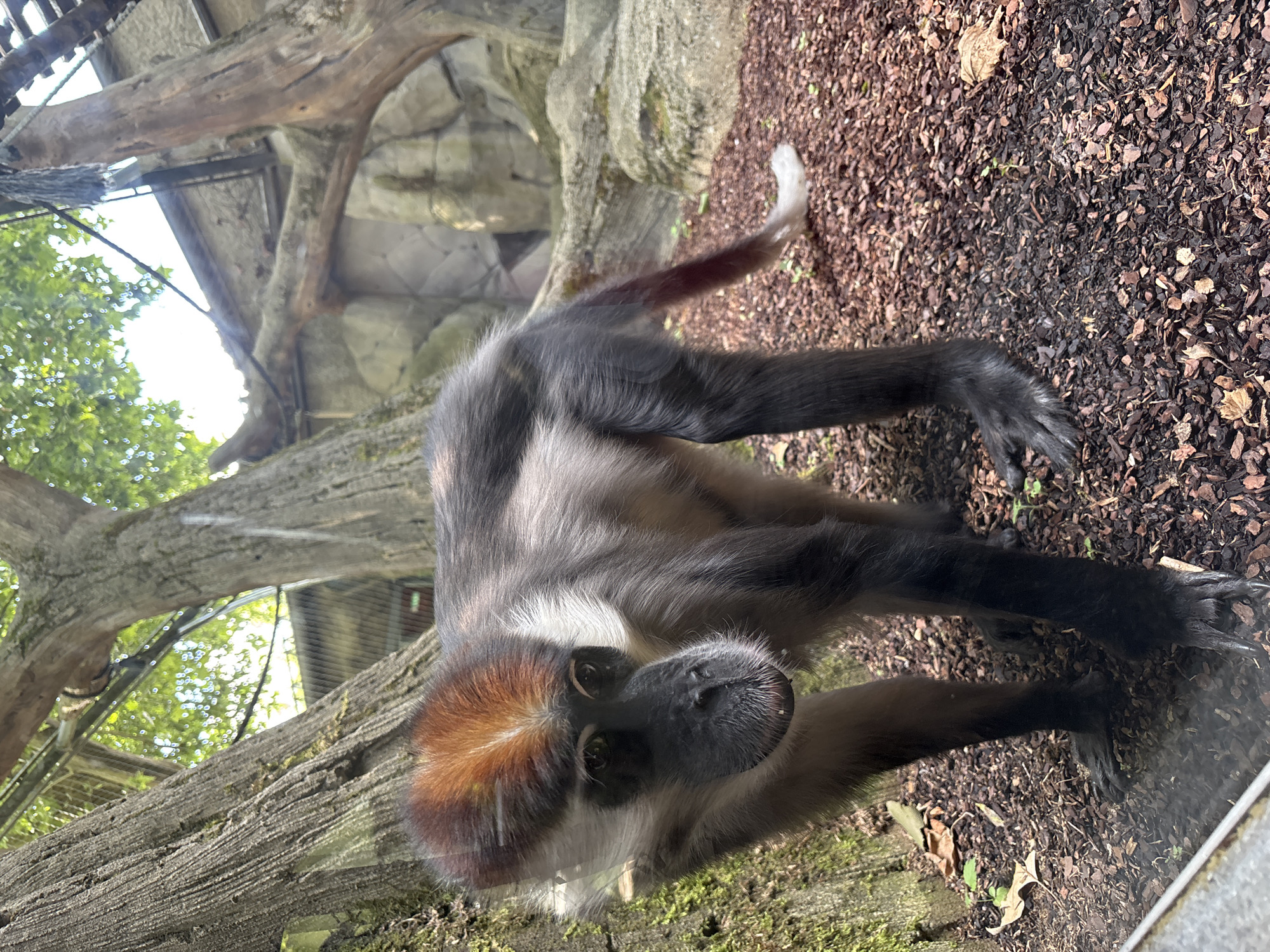 A black-faced monkey with a reddish-brown crest on its head stands on a ground covered with dark wood chips. The monkey's fur is primarily gray and black, with white on its cheeks and neck. It is looking directly at the camera with dark, wide eyes. The monkey's left front leg is bent, and its right hind leg is extended backward. In the background, there are trees with rough bark and a rock wall, suggesting an enclosure. The lighting indicates it is daytime. This image was taken at the Hellabrunn Zoo in Munich, Germany.