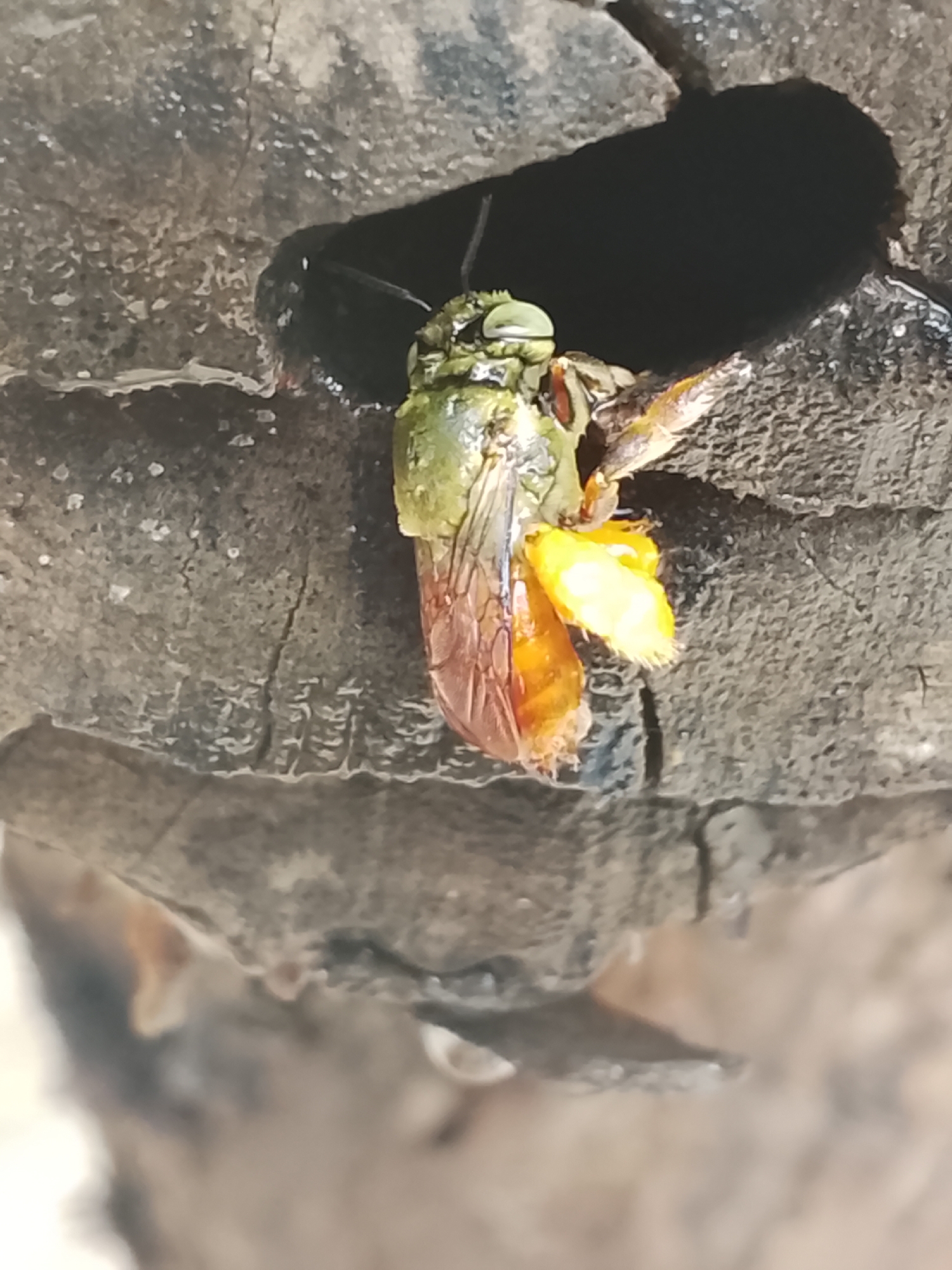 A close-up shows a green bee emerging from a dark hole in a weathered piece of wood. The bee is carrying a large, bright yellow mass, likely pollen, on one of its legs. The wood's surface appears rough and cracked, with signs of decay. The location is Altagracia, Venezuela, as requested.