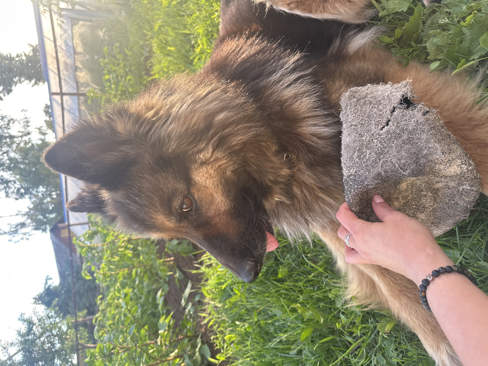 The image shows a close-up of a German Shepherd dog lying on green grass. The dog's head is turned towards the camera, with its tongue slightly sticking out. A human hand is visible in the lower right corner, gently holding a rough, gray object near the dog's fur. The hand is wearing a silver ring and a beaded bracelet. The setting appears to be outdoors, possibly a backyard or park, with lush green vegetation and some trees in the background. The lighting suggests it is daytime, with sunlight filtering through the foliage, creating a warm and slightly hazy atmosphere. The overall mood is peaceful and affectionate, with the interaction between the human and the dog suggesting a bond. There is no visible text in the image. The location is Chaikovsky, Russia.