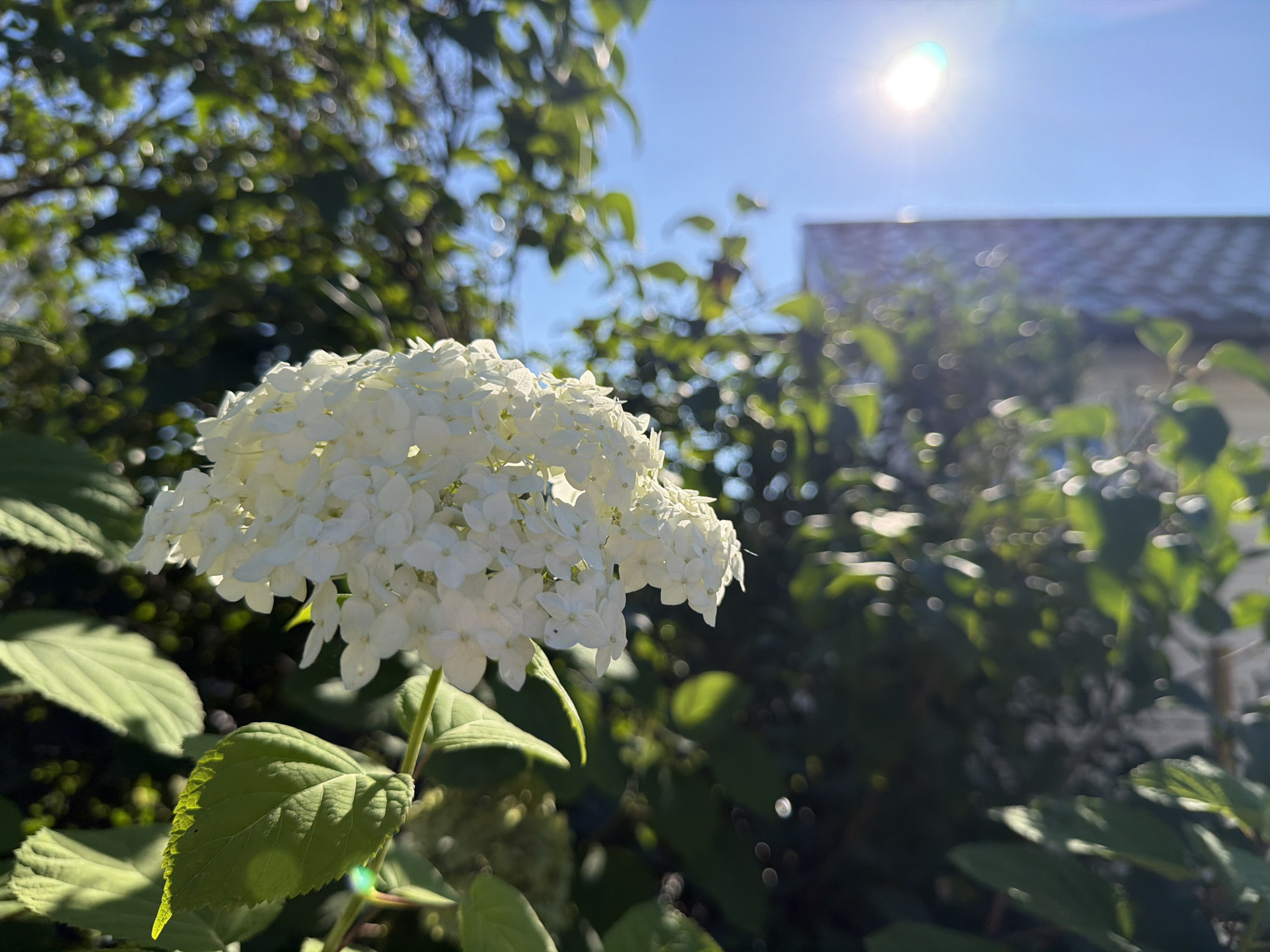 In Rublevets, Russia, a close-up shot focuses on a white hydrangea bloom against a backdrop of lush green foliage. The sun shines brightly in the clear blue sky, creating a lens flare in the upper right quadrant of the image. In the background, a blurred view of a building with a tiled roof is visible. The scene depicts a tranquil outdoor setting in a natural environment.