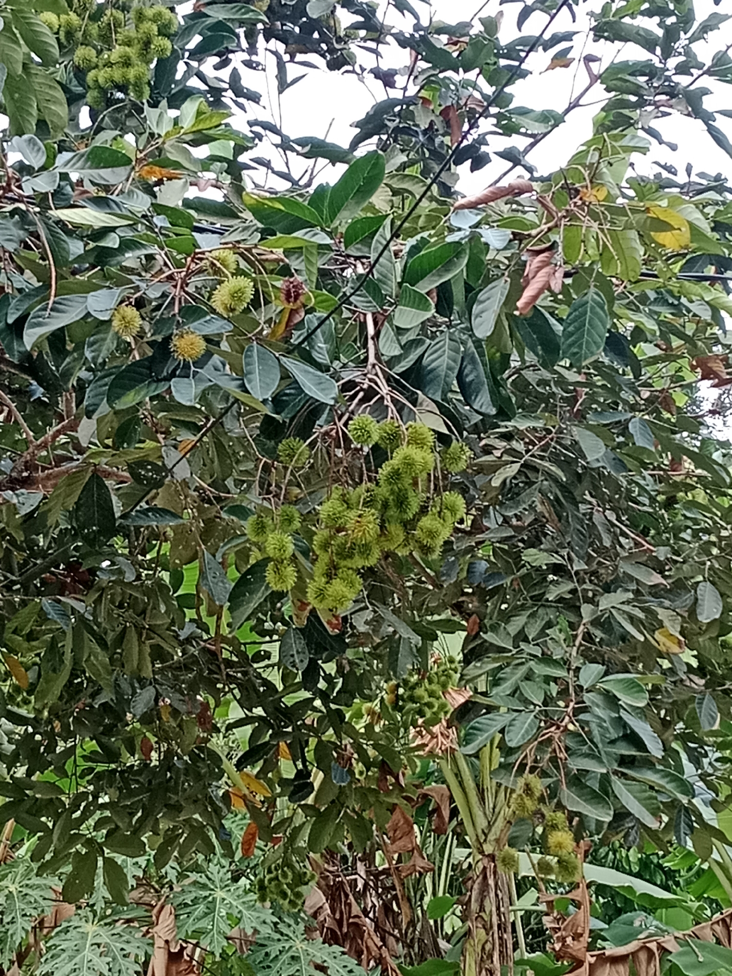 The image shows a close-up of a rambutan tree in Parage, Indonesia, with clusters of green, spiky rambutan fruits hanging from its branches. The tree is laden with dark green leaves, and some dried brown leaves are also visible. The surrounding environment is lush and tropical, with hints of other foliage, possibly including banana plants, in the background. The lighting suggests it is daytime, with the sky appearing overcast or bright white. There are no people or animals in the frame.