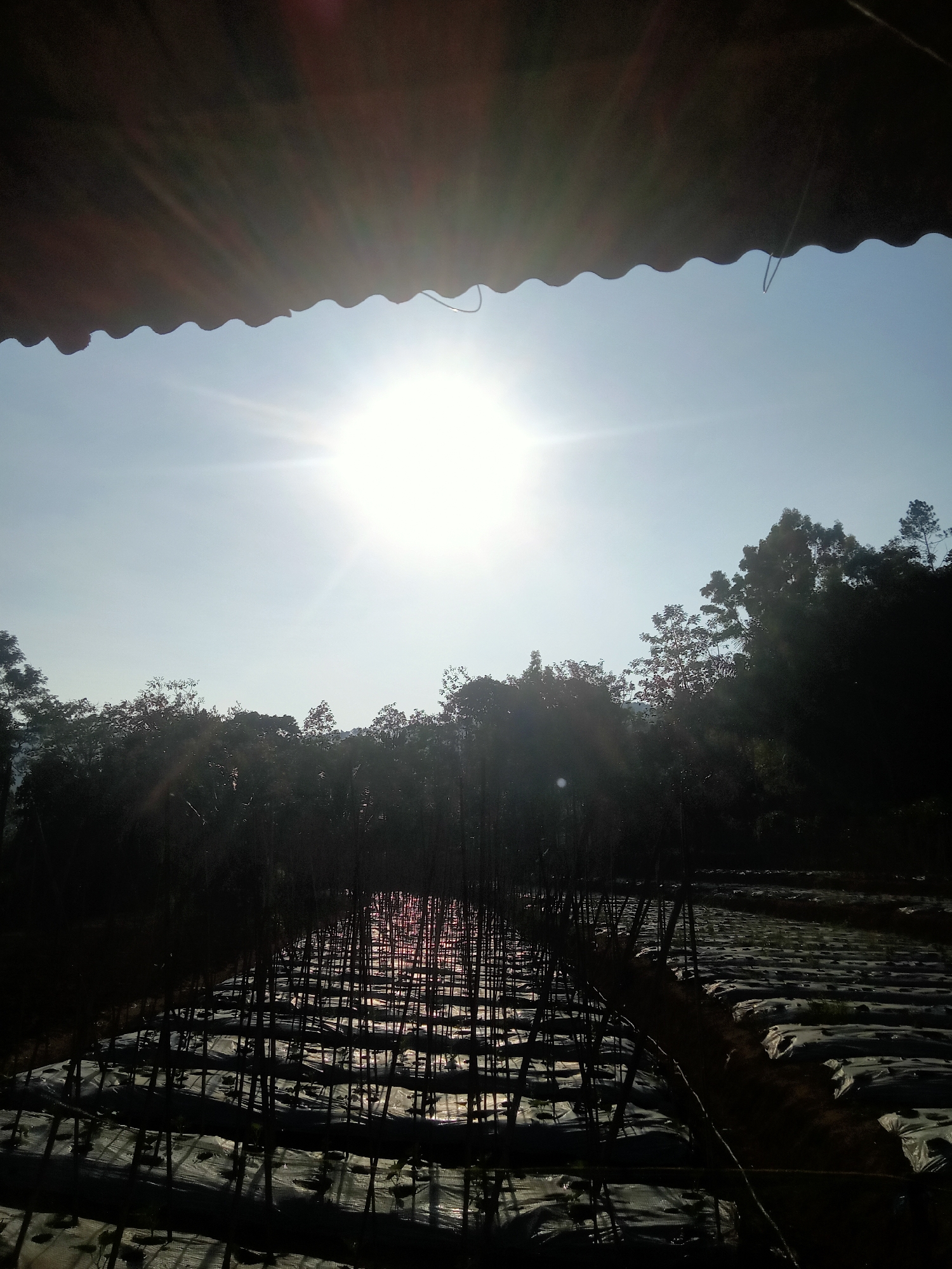 A sunlit outdoor scene captured from beneath a dark, corrugated awning, likely made of wood or composite material, with a scalloped edge. The sun is high in the sky, emitting bright rays that create lens flare. Below the awning, a landscape unfolds. In the mid-ground, a dense line of silhouetted trees forms a dark, irregular horizon. In the foreground, rows of what appear to be agricultural beds are visible, covered in white plastic sheeting. Thin, dark stakes or plant supports are arranged in a grid-like pattern over these beds. The reflection of the sun is visible on the white sheeting, creating a shimmering effect. The overall lighting suggests it is daytime, possibly morning or afternoon, with the sun positioned to create strong silhouettes and bright highlights. The location is identified as Tanggaran, Indonesia.