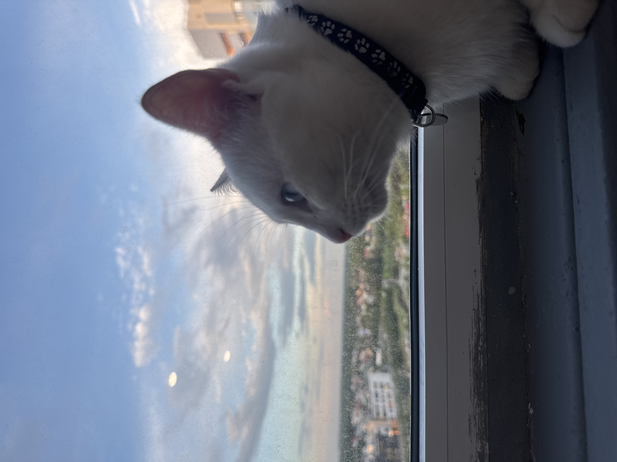 A white cat with blue eyes sits on a windowsill looking out at a city view. The cat is wearing a black collar with white paw prints. The sky is blue with scattered clouds. Buildings and greenery are visible in the distance. The windowsill appears weathered. The scene is outdoors. The time of day appears to be late afternoon or early evening. It is not possible to determine the location in Kazan, Russia from the image.
