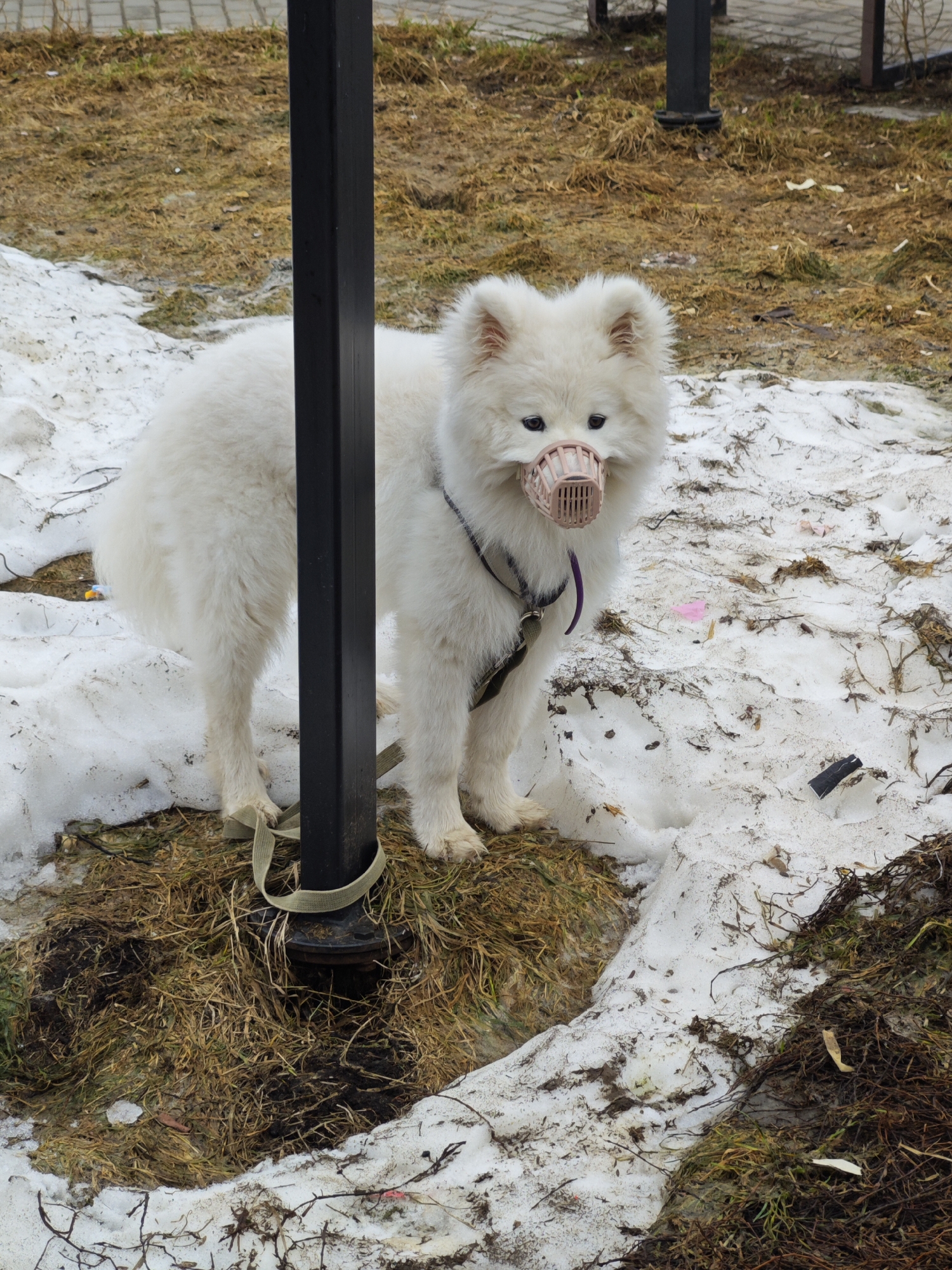 A white Samoyed dog with a pink plastic muzzle stands near a black metal post on a patch of ground in Марковский, Russia. The ground is a mix of snow, brown grass, and bare earth. The dog is leashed to the post. The leash is tan. The dog wears a black and purple harness. The background consists of similar patches of snow and grass and another black metal post in the distance.