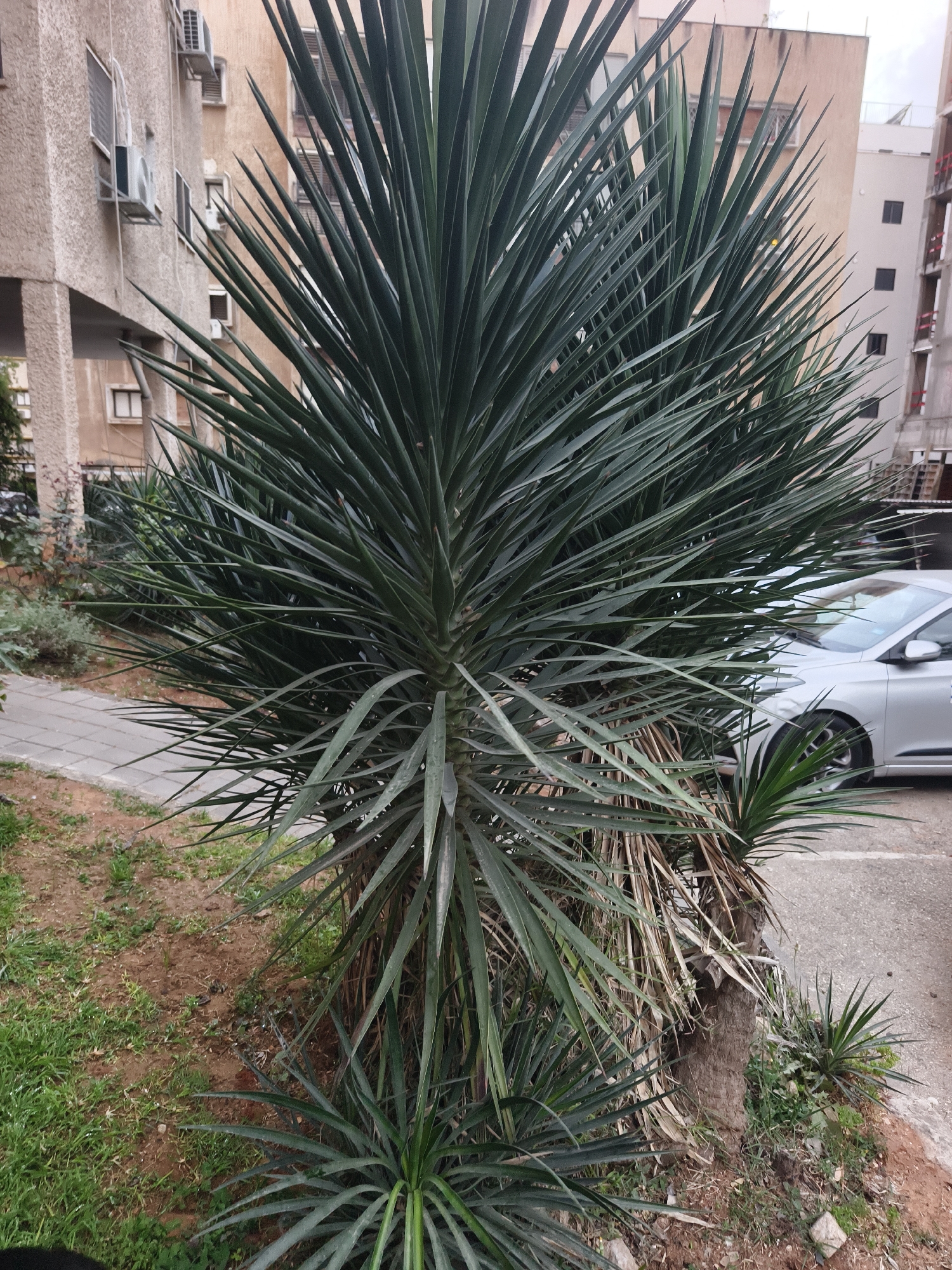The scene is an outdoor location in Petah Tikva, Israel, showcasing a yucca plant as the central subject. The yucca has multiple green spikey leaves. The plant sits in a patch of soil with grass and ground debris at its base. Behind the plant, there's a paved sidewalk and a light silver car parked on a street. In the background are apartment buildings and the sky. No people are visible in the image.