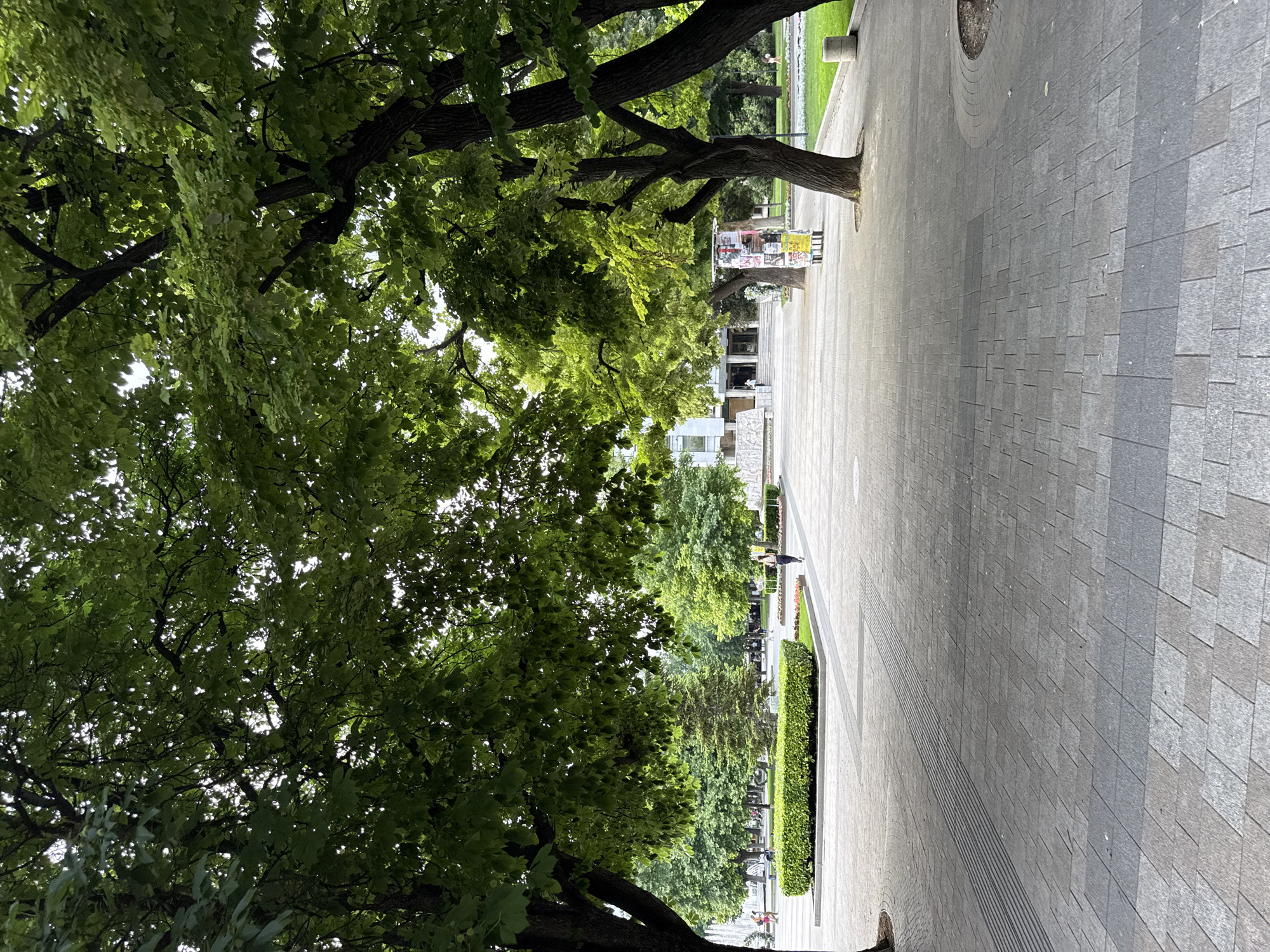 The image depicts a wide, paved pedestrian walkway in Pleven, Bulgaria, leading towards a building with classical architectural elements. Lush green trees with dense foliage line the walkway, casting shadows on the grey stone paving. Several individuals are seen walking in the distance, and a woman in dark clothing is walking away from the camera on the right side of the walkway. A large, well-maintained hedge borders a grassy area on the left. A kiosk with posters is visible on the right side of the walkway, and a round concrete bin is positioned near the tree on the far right. The overall scene conveys a sense of urban tranquility and public space within a city setting.