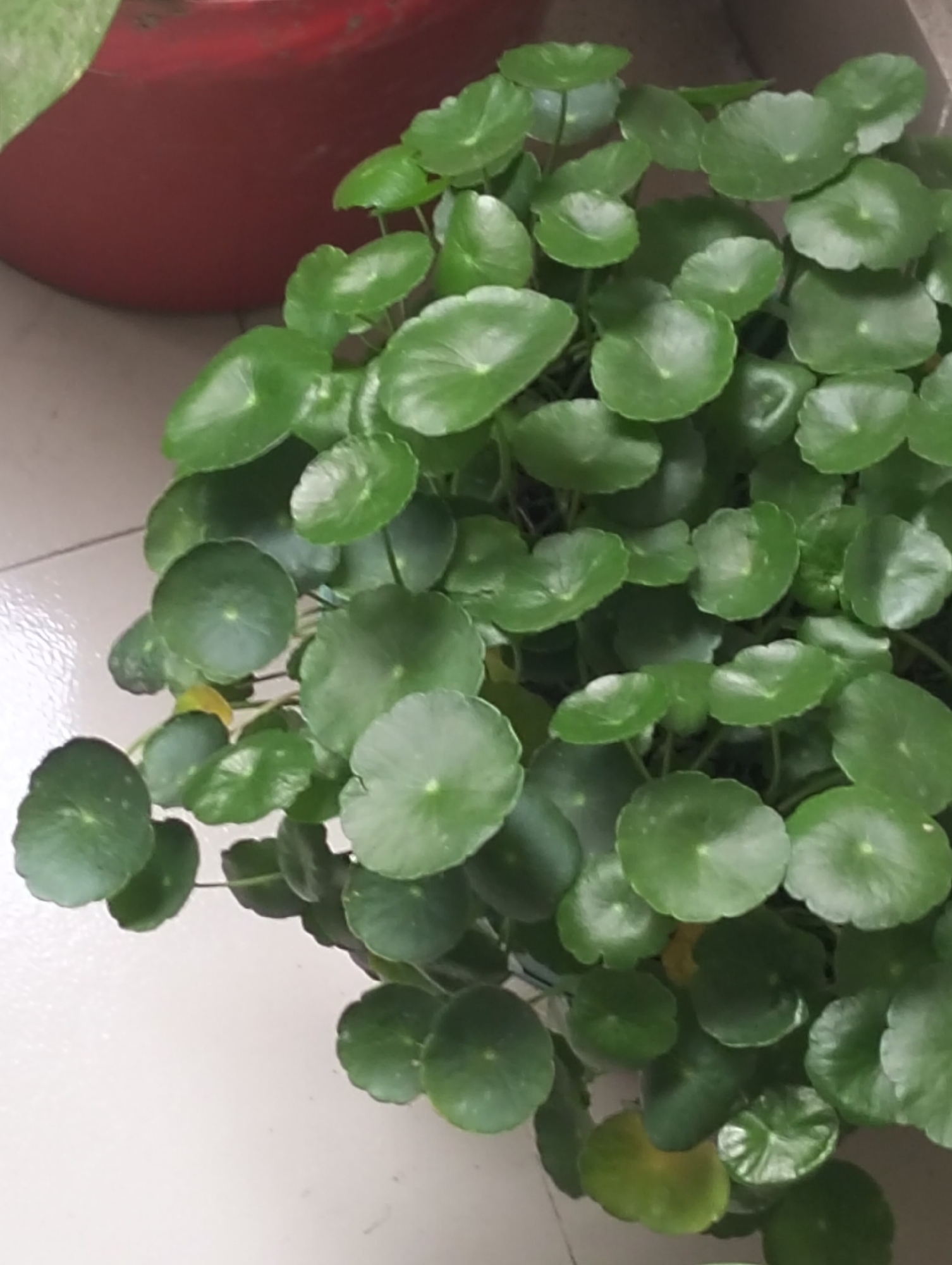A close-up indoor shot depicts a potted plant with round, green leaves, possibly *Hydrocotyle vulgaris*, also known as pennywort. The plant is situated in a pot which appears red in the upper left of the frame. The pot rests on a light-colored, possibly tiled, surface. The lighting is natural and diffused. The location is presumed to be Dhaka, Bangladesh based on the user's request.