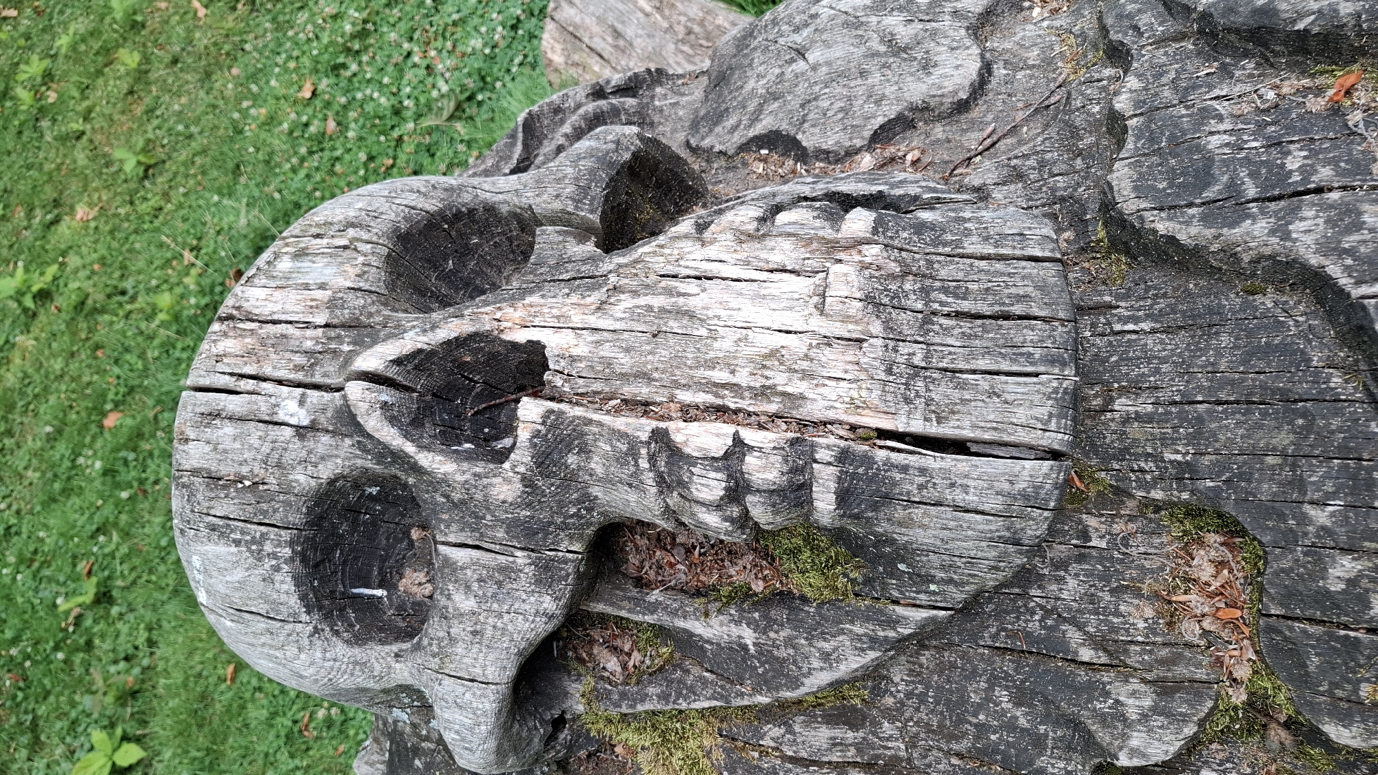 A carved wooden skull sits on a mossy, cracked tree stump in a grassy area. The skull is weathered and gray, with deep cracks running through the wood. The eye sockets are dark and hollow, and the teeth are carved in a grimace. The stump itself is rough and uneven, with patches of green moss and dry leaves clinging to it. In the background, a lush green lawn with scattered leaves can be seen. The scene appears to be outdoors, possibly in a park or garden. There is no indication of the city of Cologne, Germany.