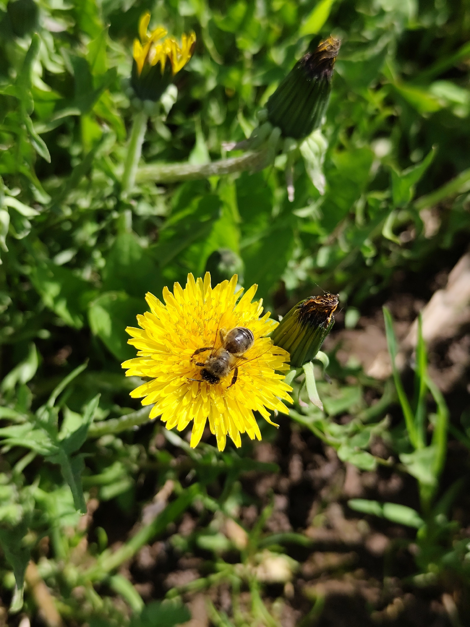 The image depicts a close-up view of a dandelion flower with a bee on it, surrounded by other dandelions and green vegetation. The focus is on the bright yellow dandelion in the center, with the bee prominently positioned on its petals. Other dandelions are in various stages of bloom. The ground appears to be a mix of soil and greenery. The location in the city of Фоки, Russia, is not identifiable from the image.
