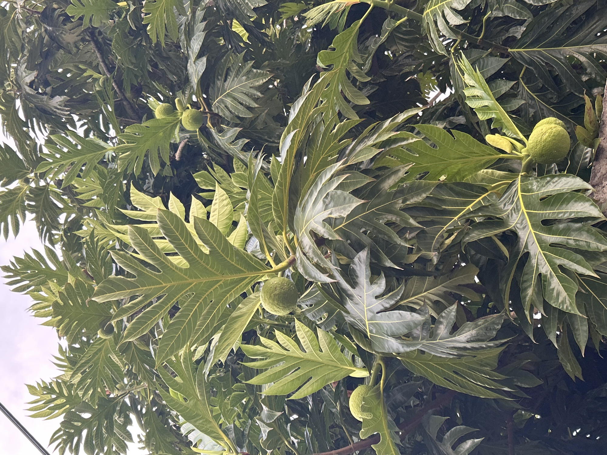 A low-angle shot shows a tree with large, deeply lobed green leaves and several round, light green fruits. The leaves are prominent, filling most of the frame, with varying shades of green due to lighting. The sky is visible through gaps in the foliage in the top left corner. A power line is faintly visible in the lower left corner. The location is Unknown, Unknown.