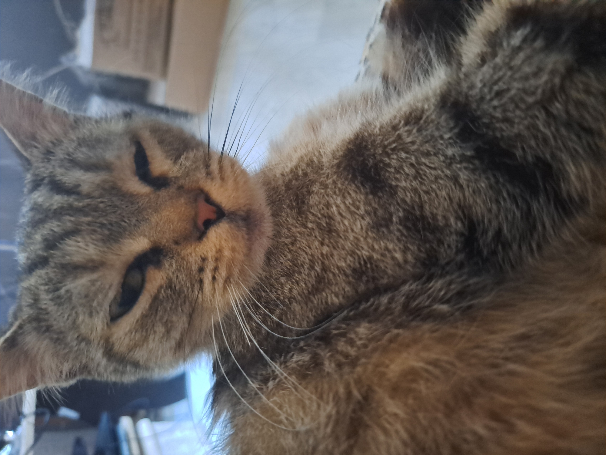 The image shows a close-up of a tabby cat's face and upper body. The cat is lying down and appears to be relaxing, with its eyes partially closed. The fur is a mix of brown, gray, and black tabby markings. The cat's whiskers are prominent. The background is blurred, but appears to be an indoor setting with some boxes and furniture visible. There is no indication of the cat's location within the city of Vypasne, Ukraine, nor are there any people or specific actions depicted.