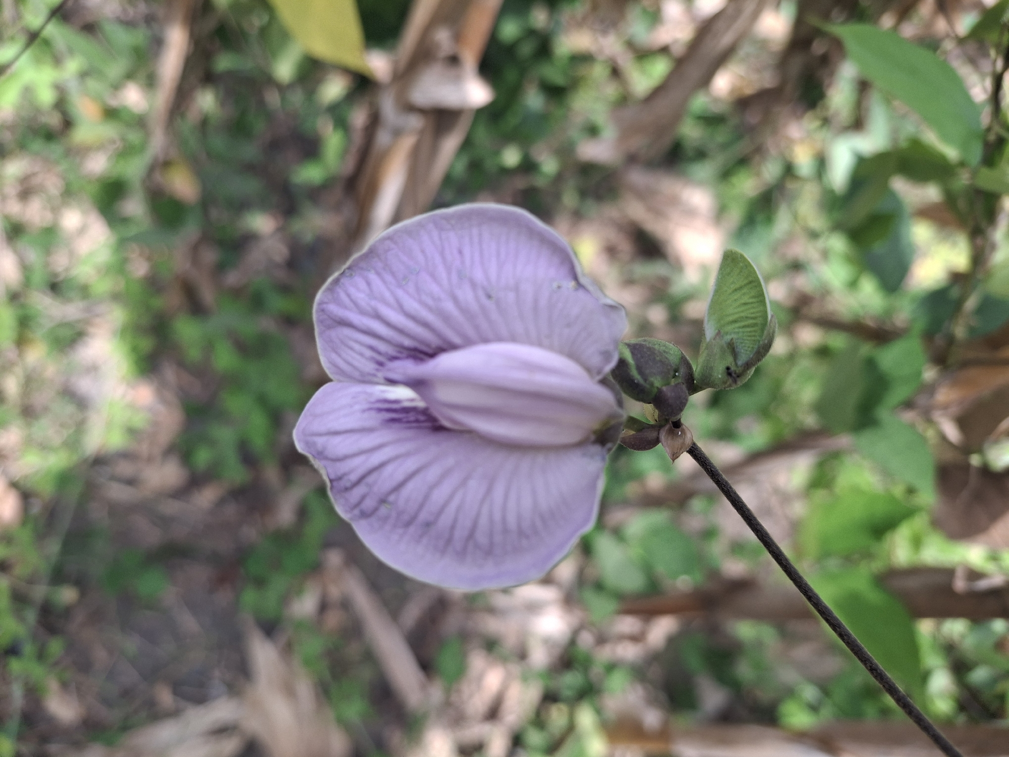 A single, light purple flower with intricate veining hangs from a thin, dark stem against a blurred background of green foliage and brown branches. The flower is centered in the frame, its two large petals partially open, revealing a darker purple stripe down the center of the inner petal. Small green leaves are visible at the top of the stem. The overall impression is of a delicate bloom in a natural, outdoor setting. The image was captured in Denok, Indonesia.